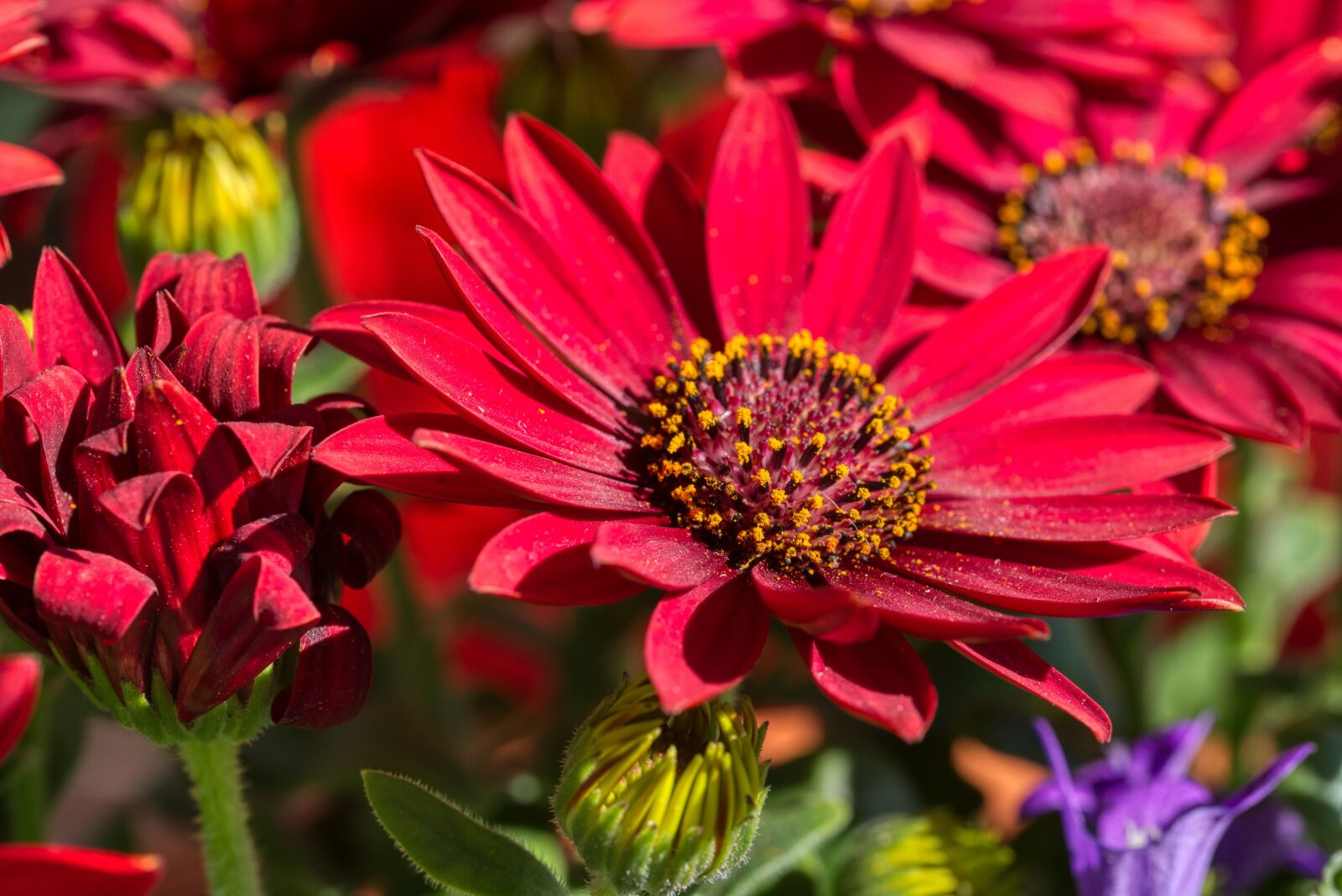 Nikon D750 sample photo. Cape basket, cape daisies photography