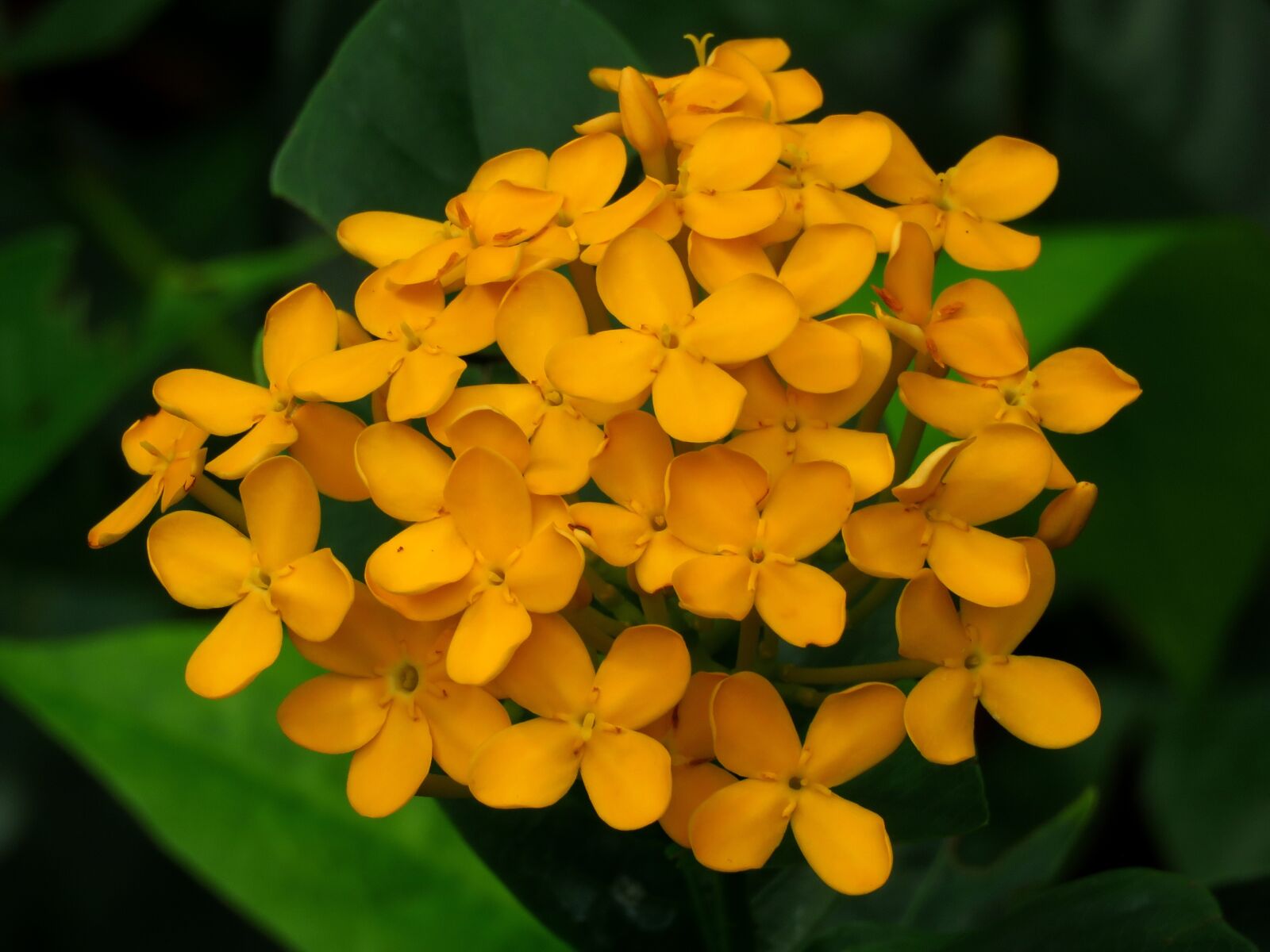 Canon PowerShot SX60 HS sample photo. Yellow flower, fresh, green photography