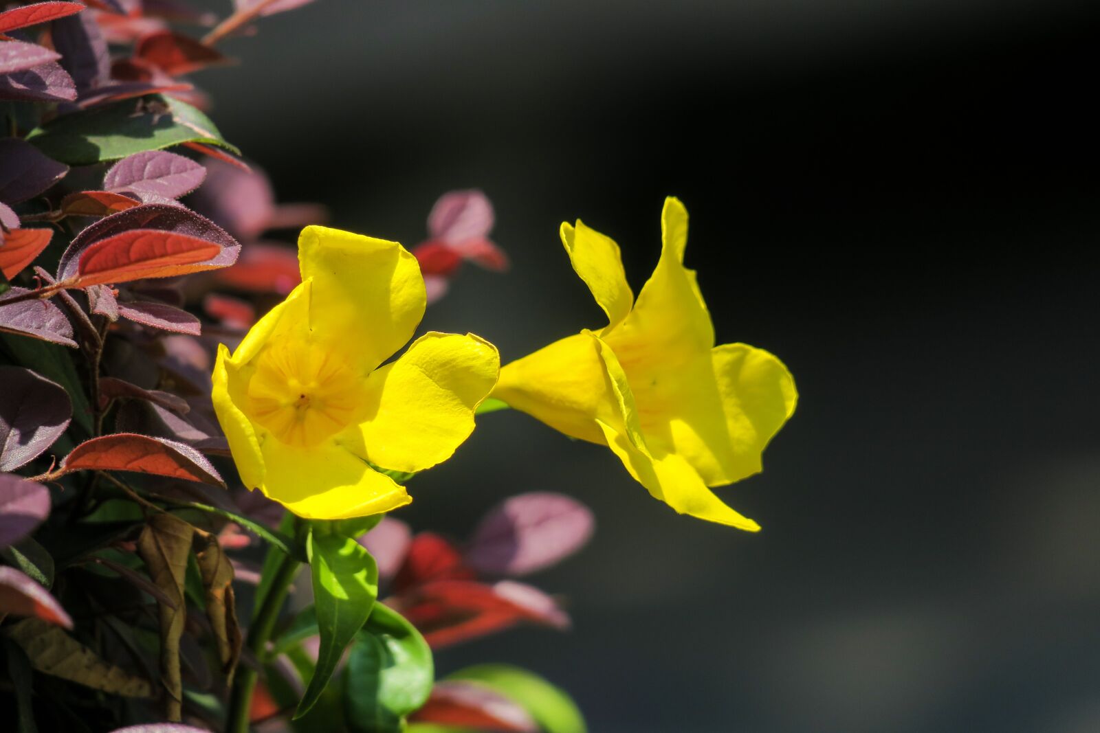 Canon PowerShot G3 X sample photo. Huang chan, flower, plant photography