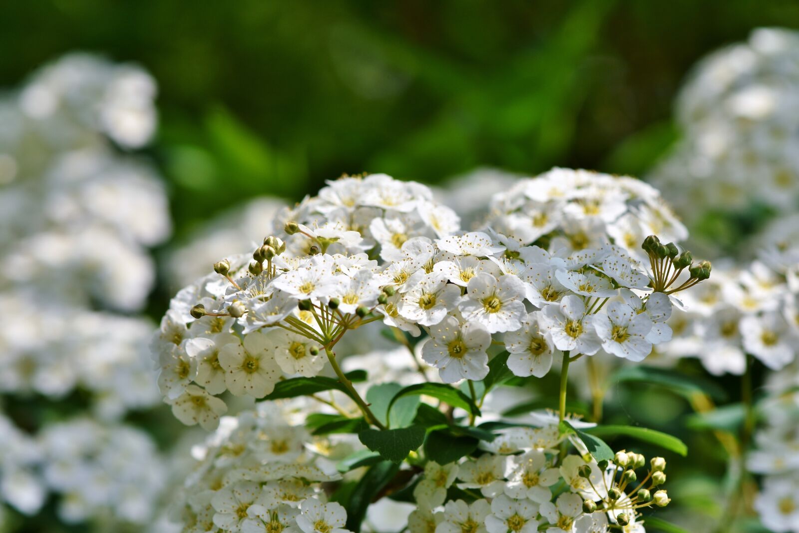 Nikon D7200 sample photo. Flower, white flowers, blossom photography