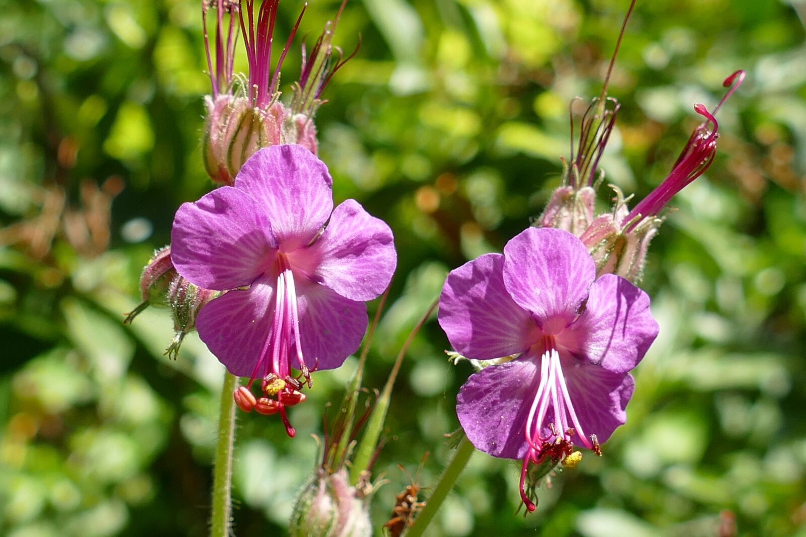 Panasonic Lumix DMC-FZ1000 sample photo. Geranium, rotsooievaarsbek, geranium macrorrhizum photography