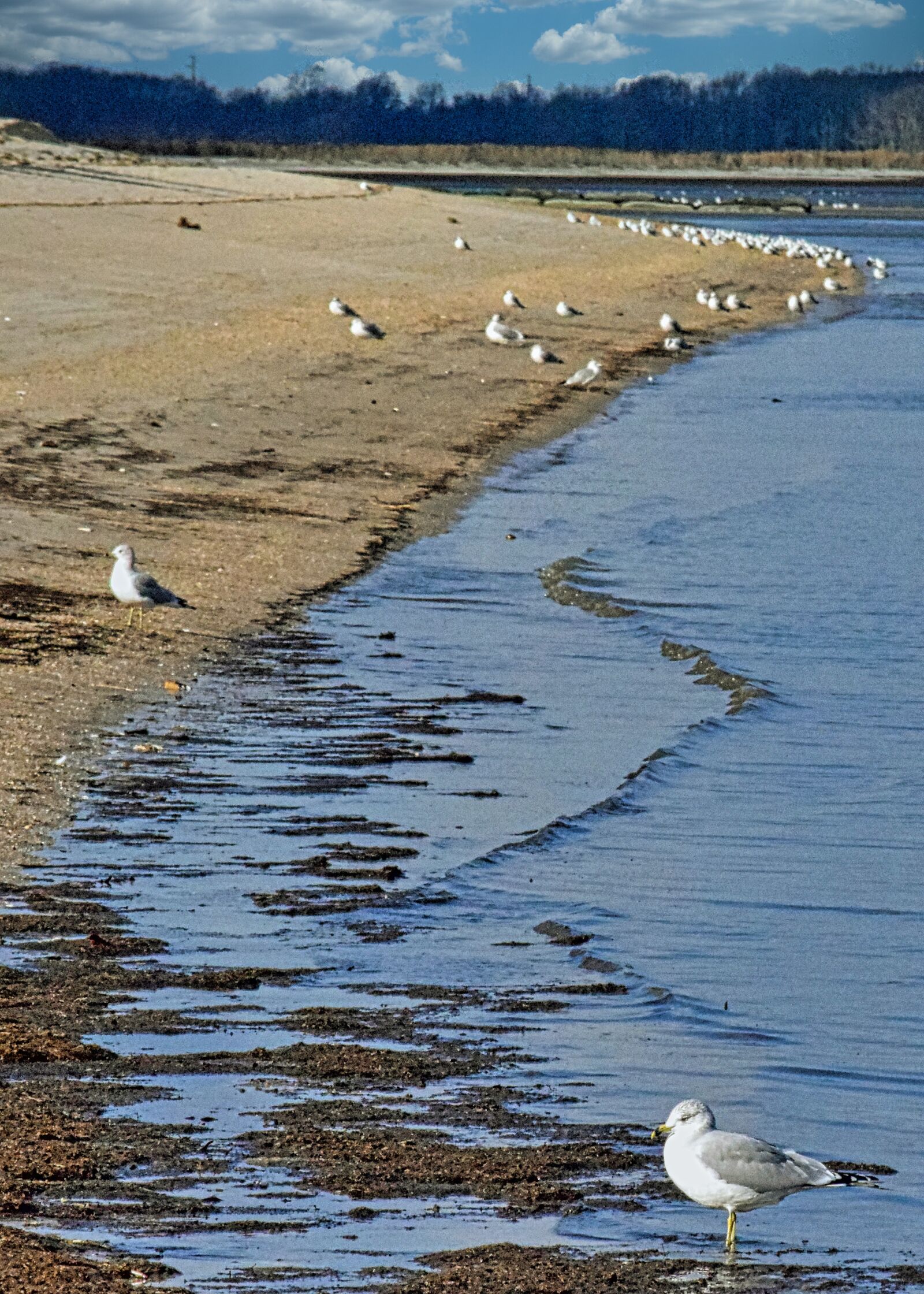 Nikon D3300 sample photo. Seagull, birds, beach photography