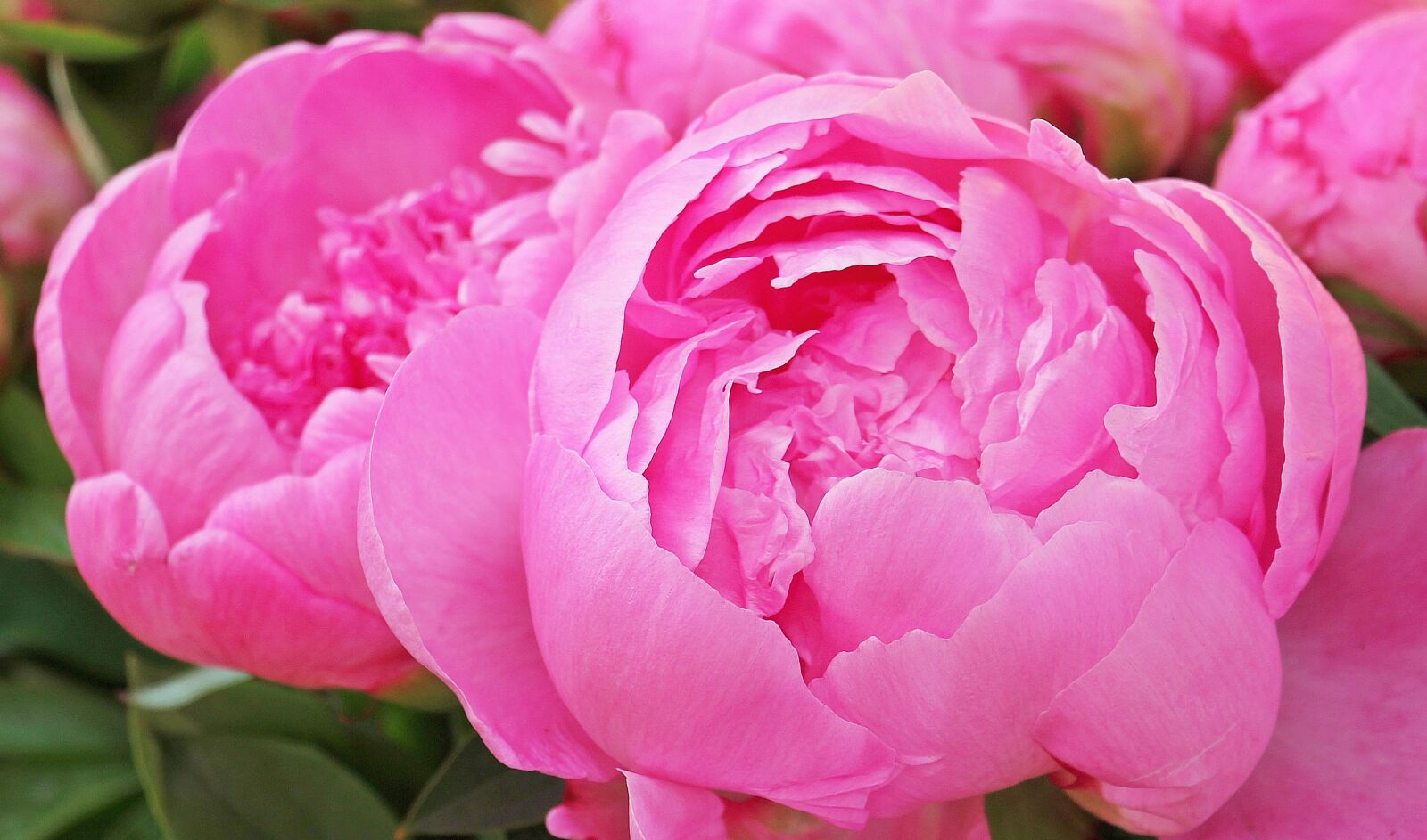 Canon EOS 550D (EOS Rebel T2i / EOS Kiss X4) sample photo. Peony, flowers, plant photography