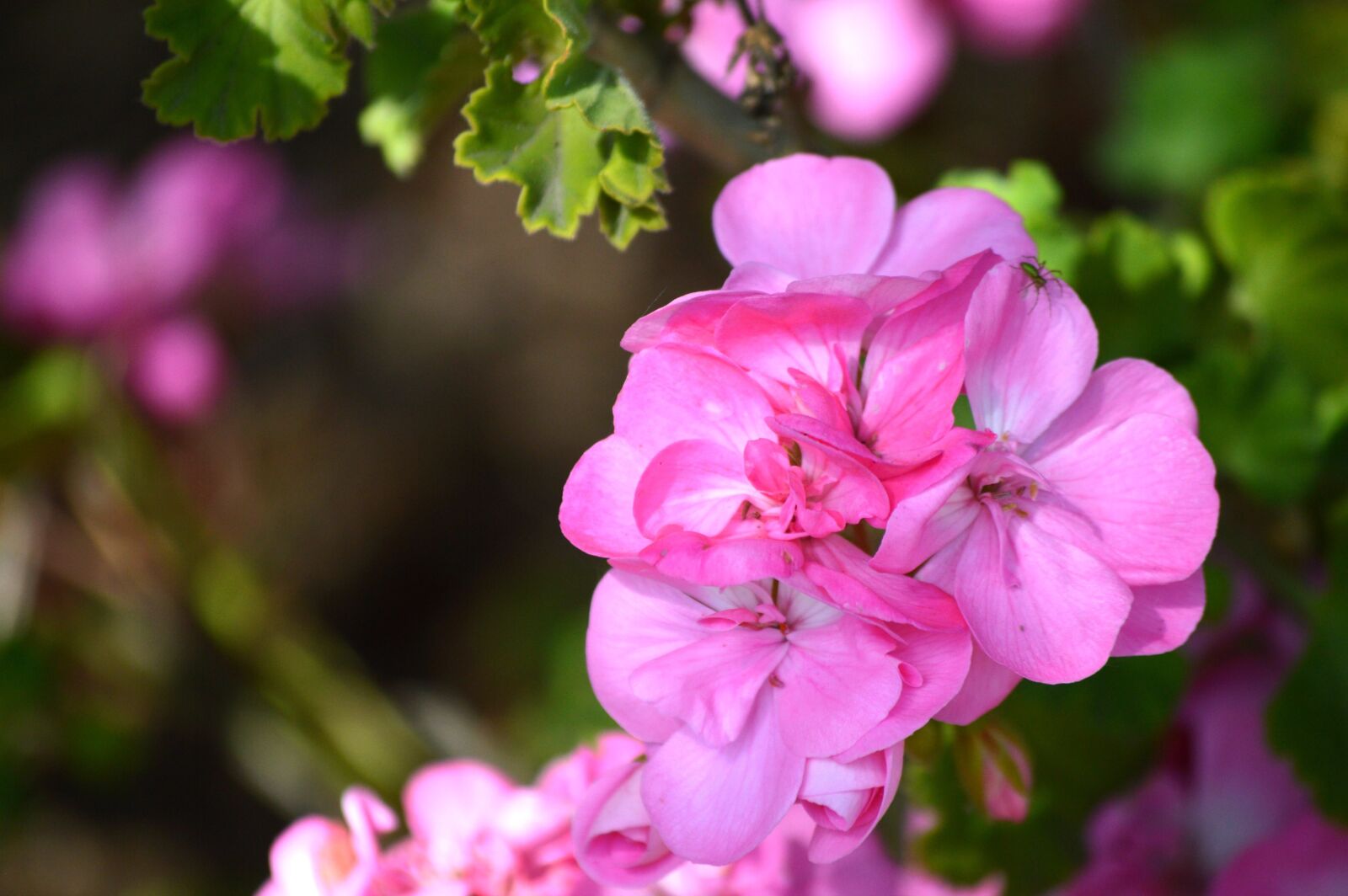 Nikon D3200 sample photo. Flower, geranium, pink photography