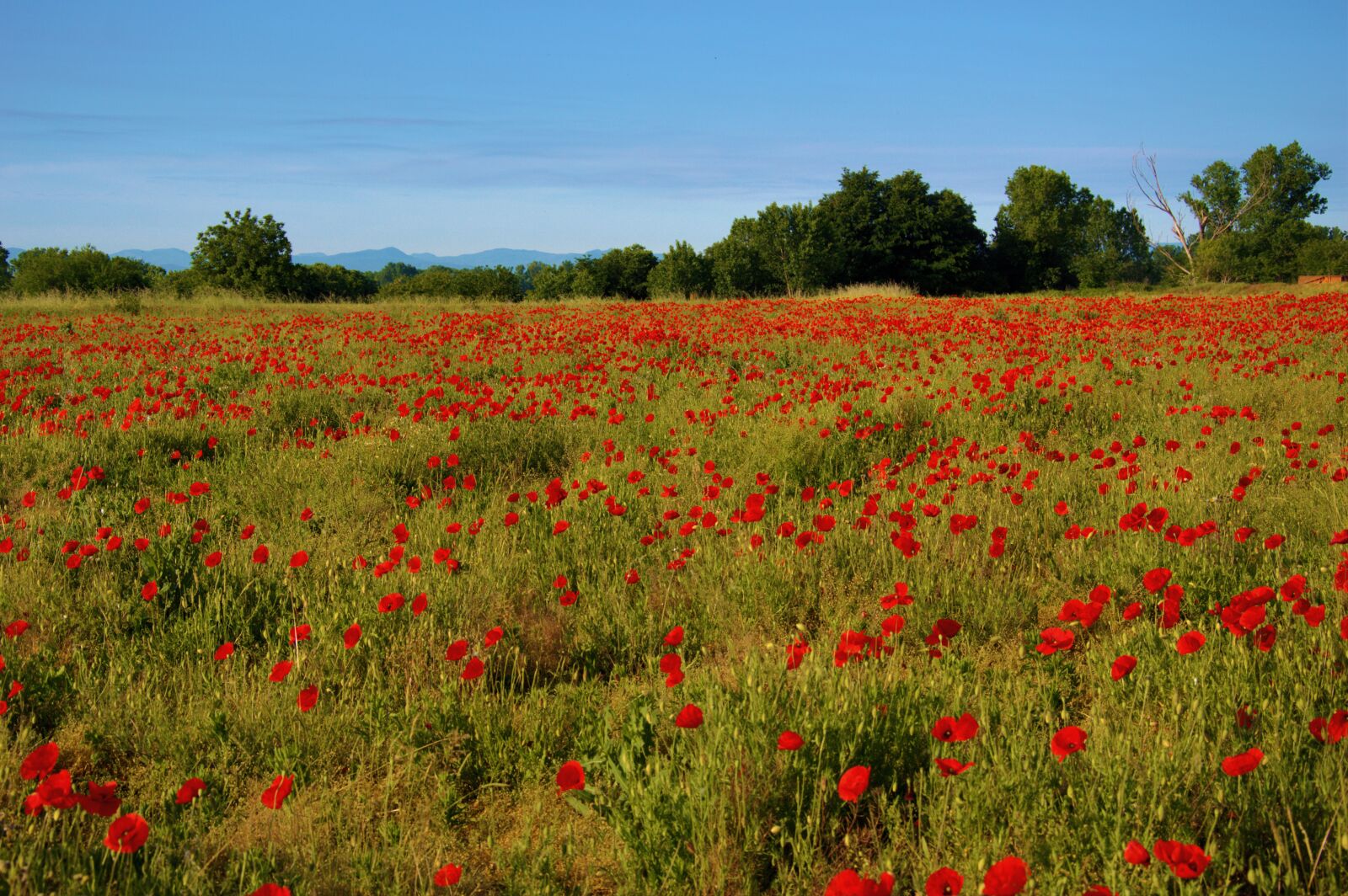 Nikon D3200 sample photo. Poppies, field, nature photography