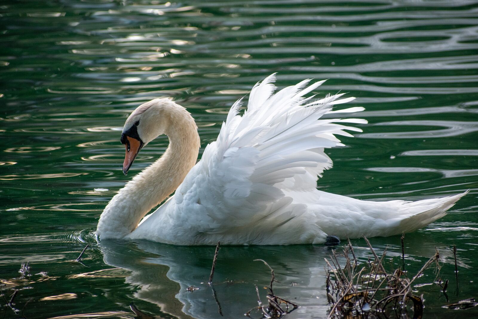 Nikon D3500 sample photo. Swan, mute swan, white photography