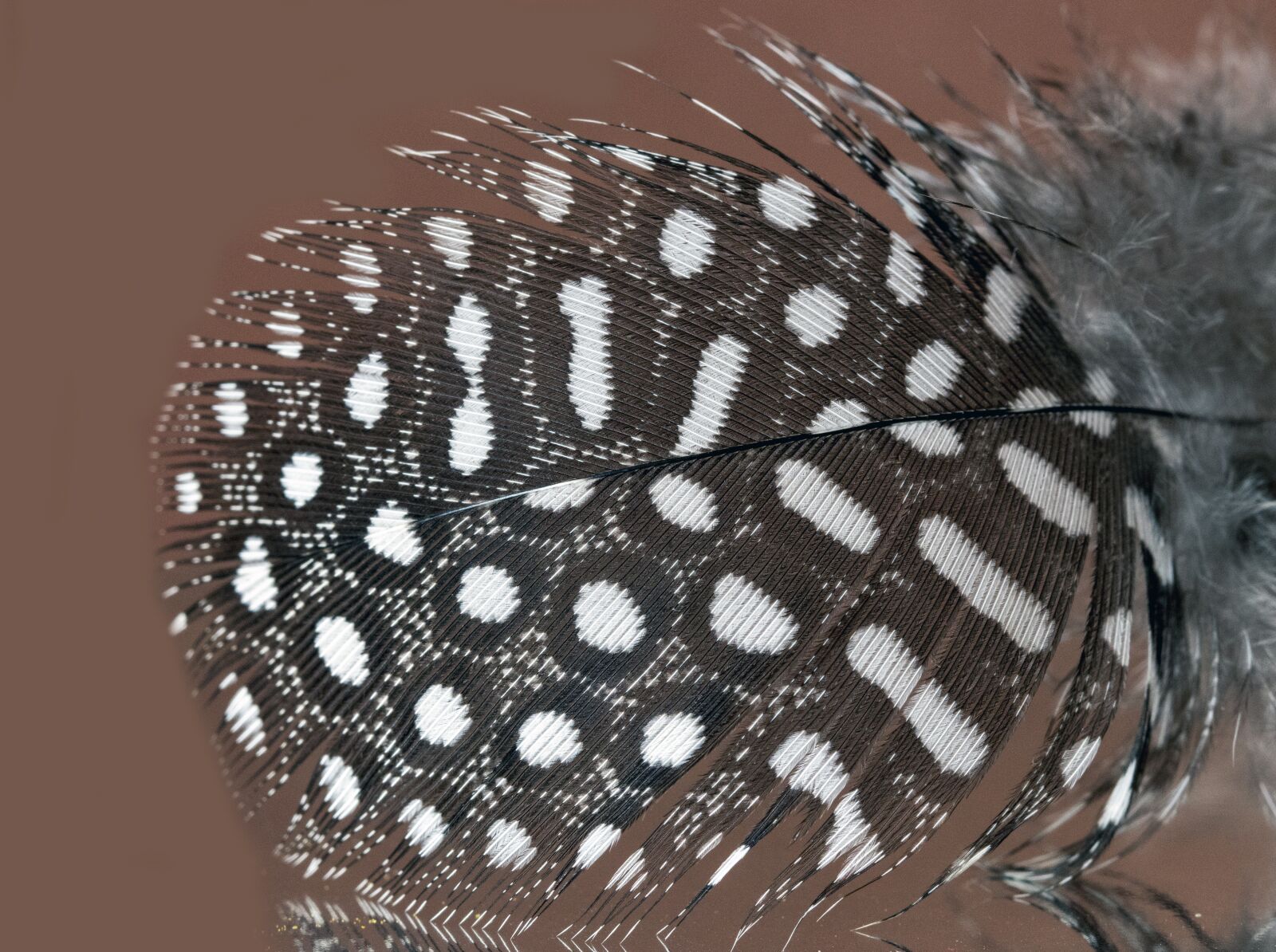 Canon EF 100mm F2.8L Macro IS USM sample photo. Feather, guinea-fowl, spotted photography