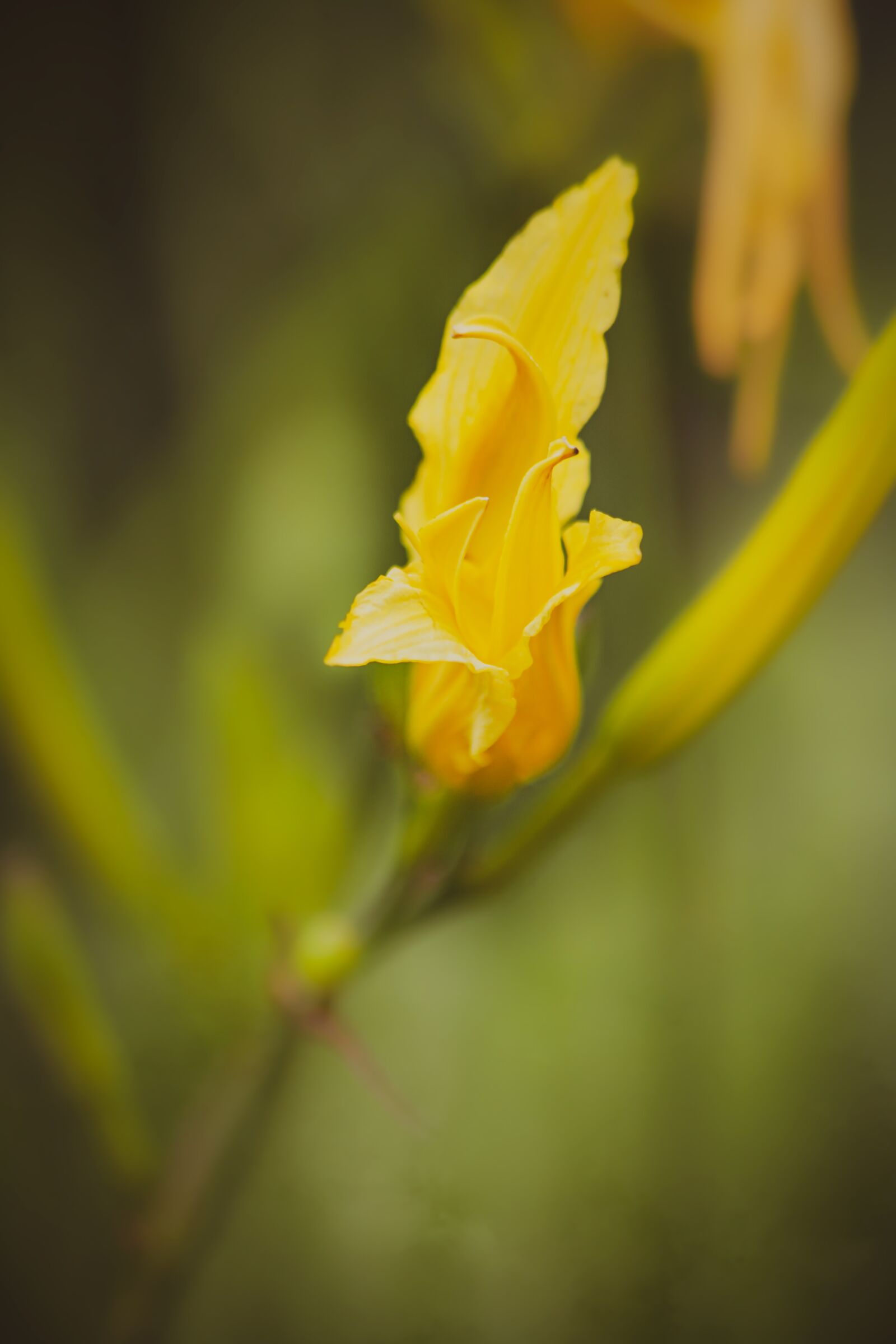 Canon EOS-1Ds Mark II sample photo. Flower, yellow, decorative photography