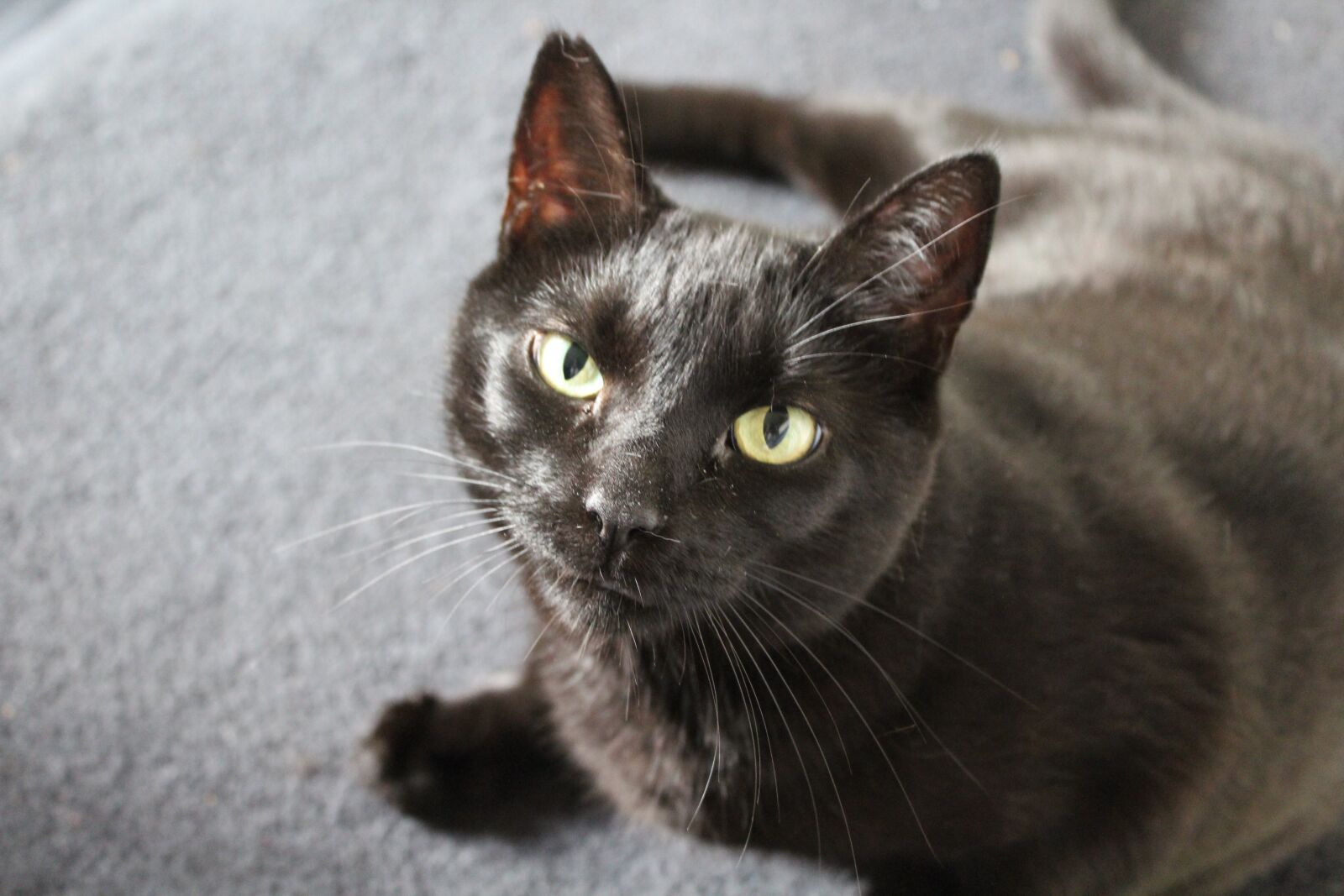 Canon EOS 1200D (EOS Rebel T5 / EOS Kiss X70 / EOS Hi) sample photo. Black cat, cat, cat photography