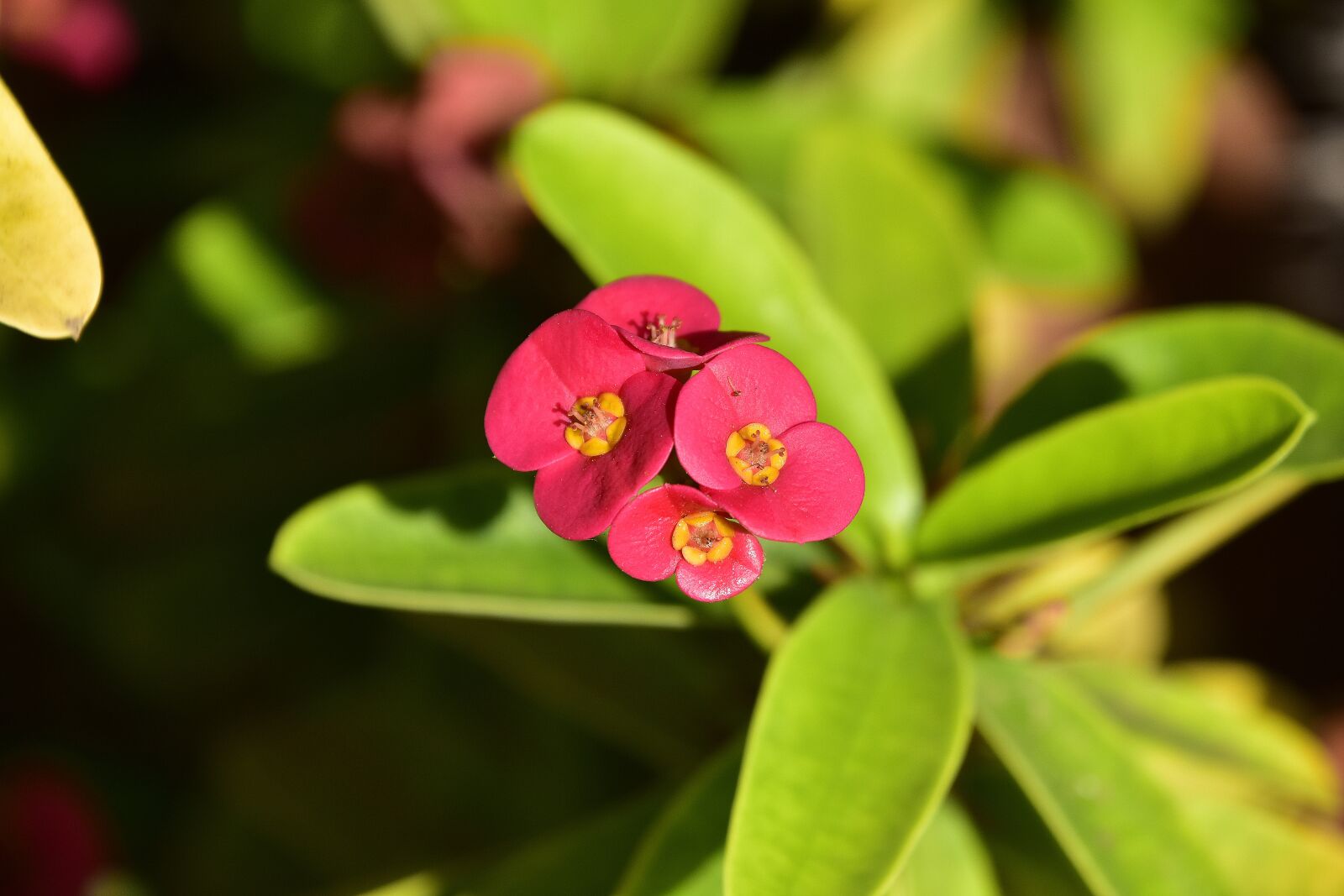 Nikon D7200 sample photo. Flower, garden, plant photography