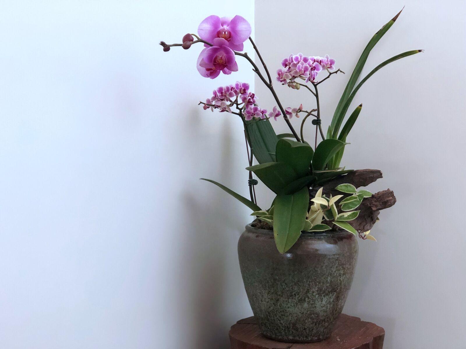 iPhone 8 Plus back dual camera 6.6mm f/2.8 sample photo. Flower, plant, vase photography