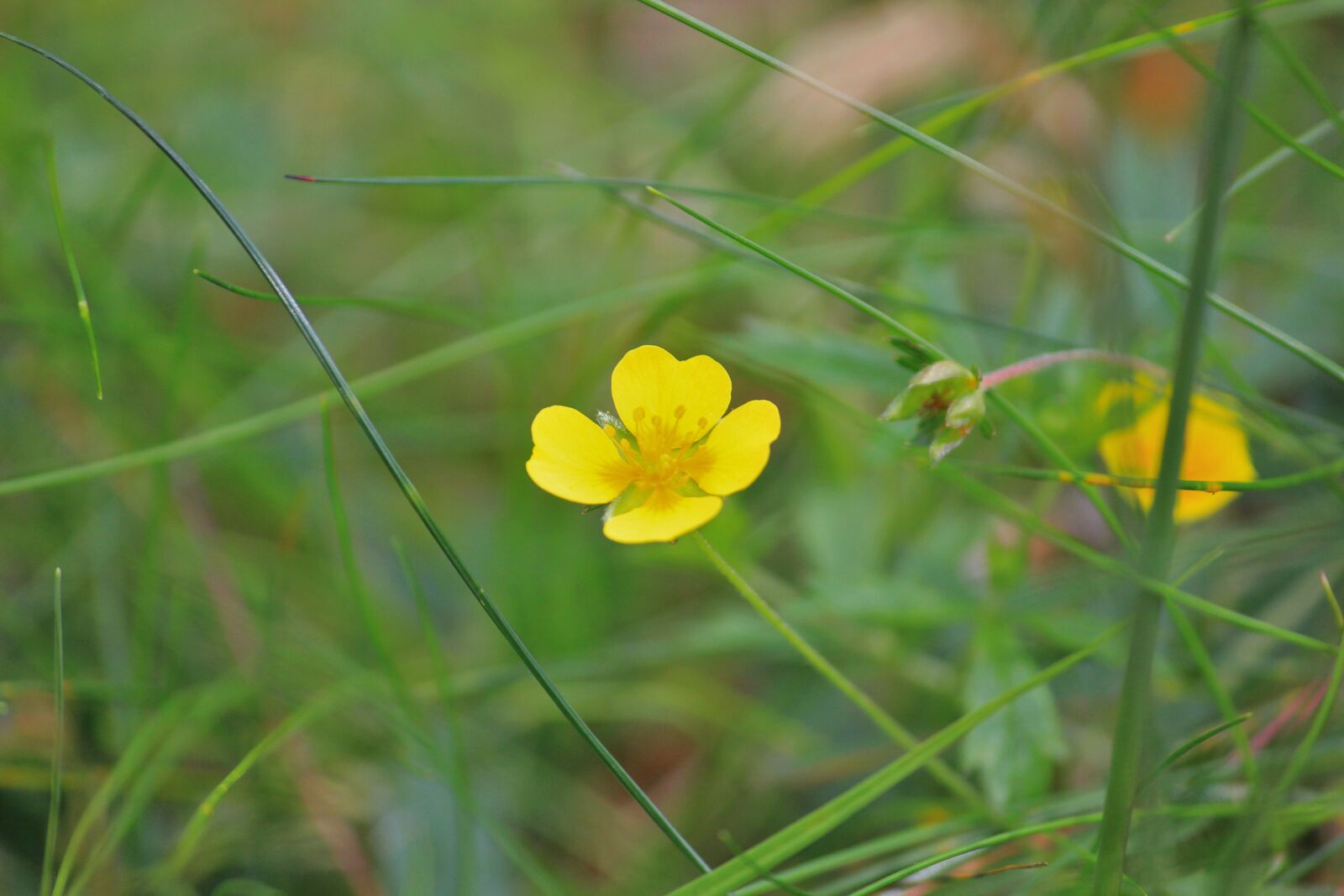 Canon EOS 550D (EOS Rebel T2i / EOS Kiss X4) sample photo. Flower, plant, yellow photography