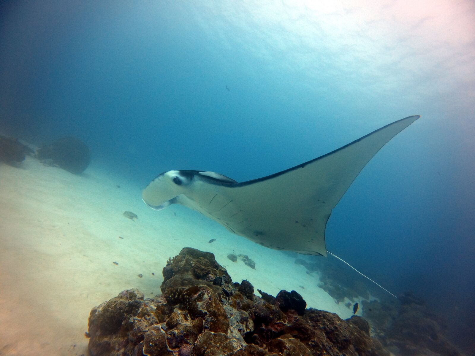 GoPro Hero8 Black sample photo. The devil fish, matan photography