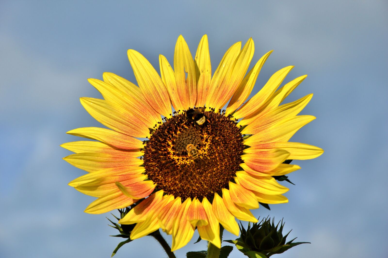 Nikon D3200 sample photo. Sunflower, hummel, plant photography