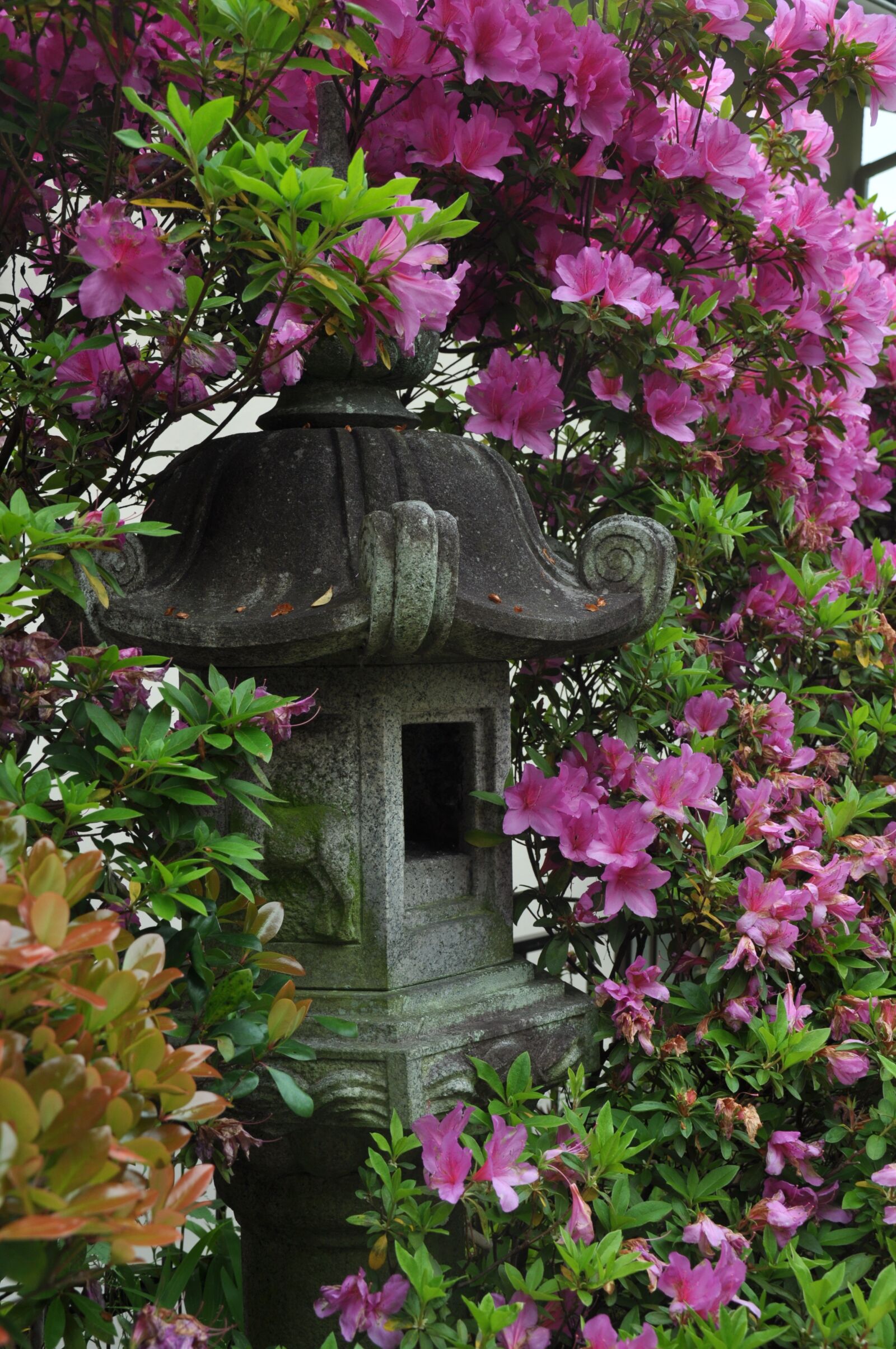 Nikon D90 sample photo. Pink, flower, japan photography