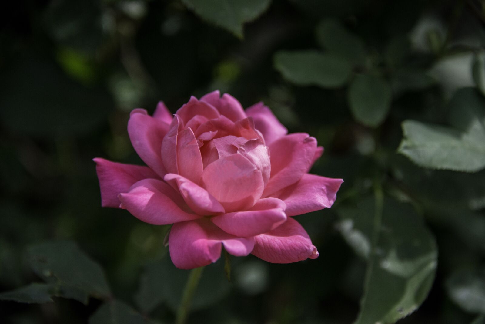 Nikon D800 sample photo. Rose, pink rose, pink photography