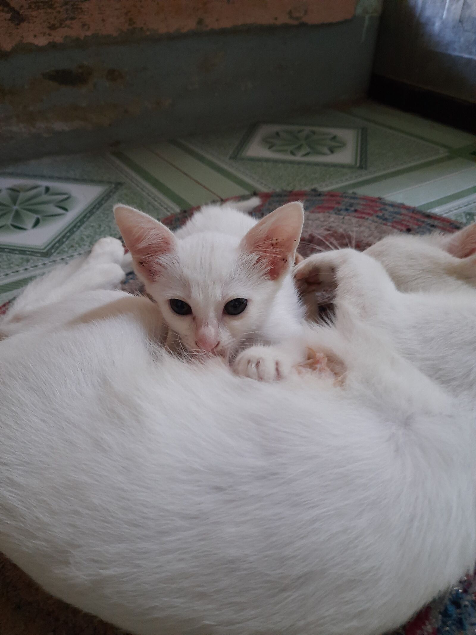 Samsung SM-M215F sample photo. Cat, white cat, cute photography
