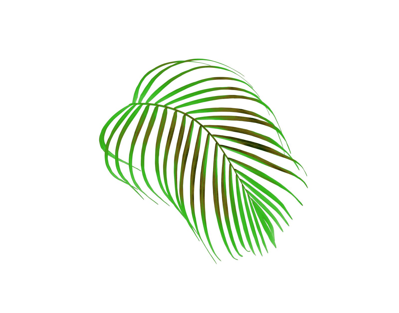 Canon EOS 700D (EOS Rebel T5i / EOS Kiss X7i) sample photo. Palm, leaf, foliage photography