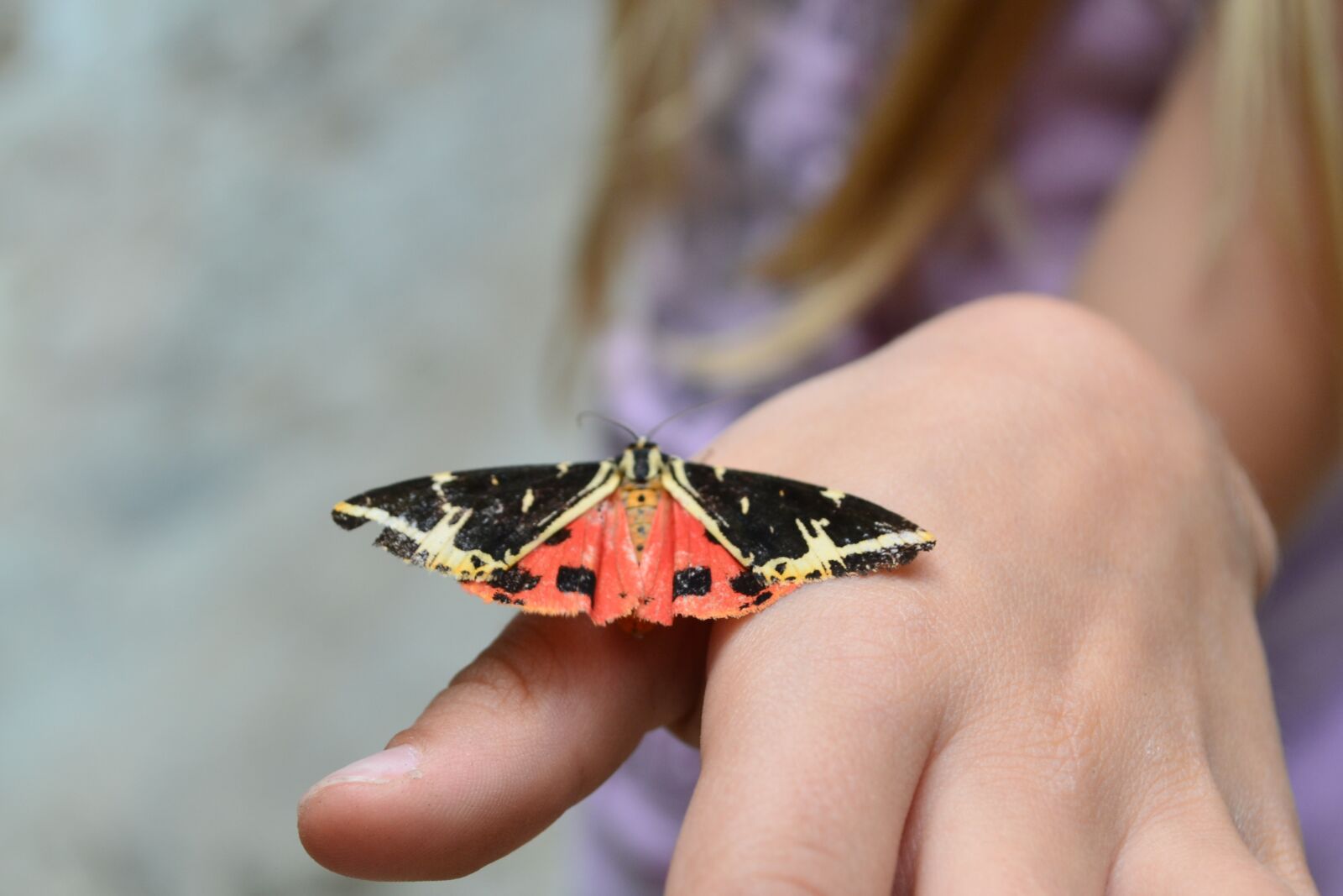 Nikon D3100 sample photo. Bug, butterfly, child hand photography