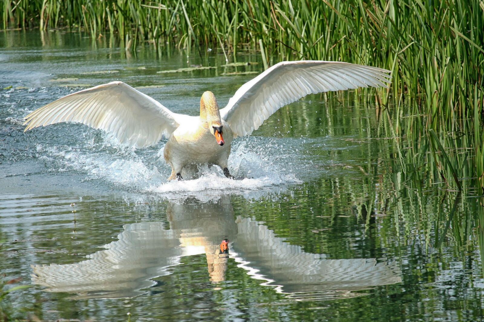 Canon EF-S 55-250mm F4-5.6 IS STM sample photo. Swan, lake, water photography