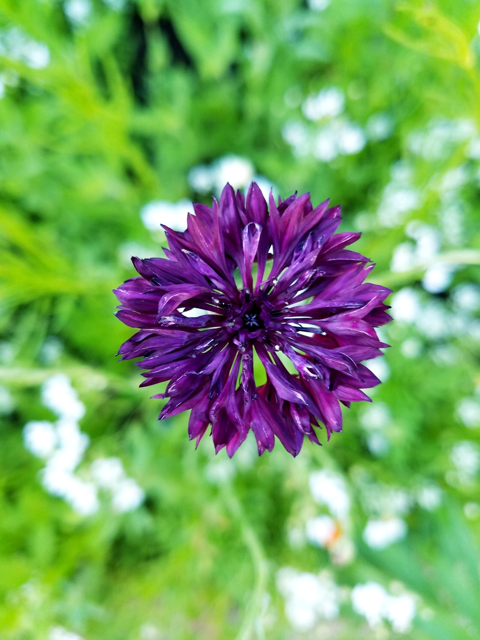 Samsung Galaxy S7 sample photo. Nature, flower, flora photography