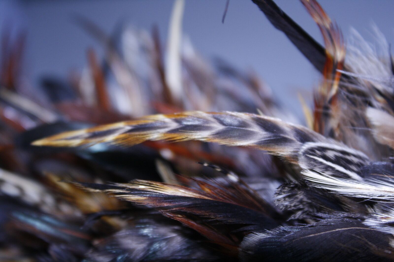 Canon EOS 1000D (EOS Digital Rebel XS / EOS Kiss F) sample photo. Fur, bird, pattern photography