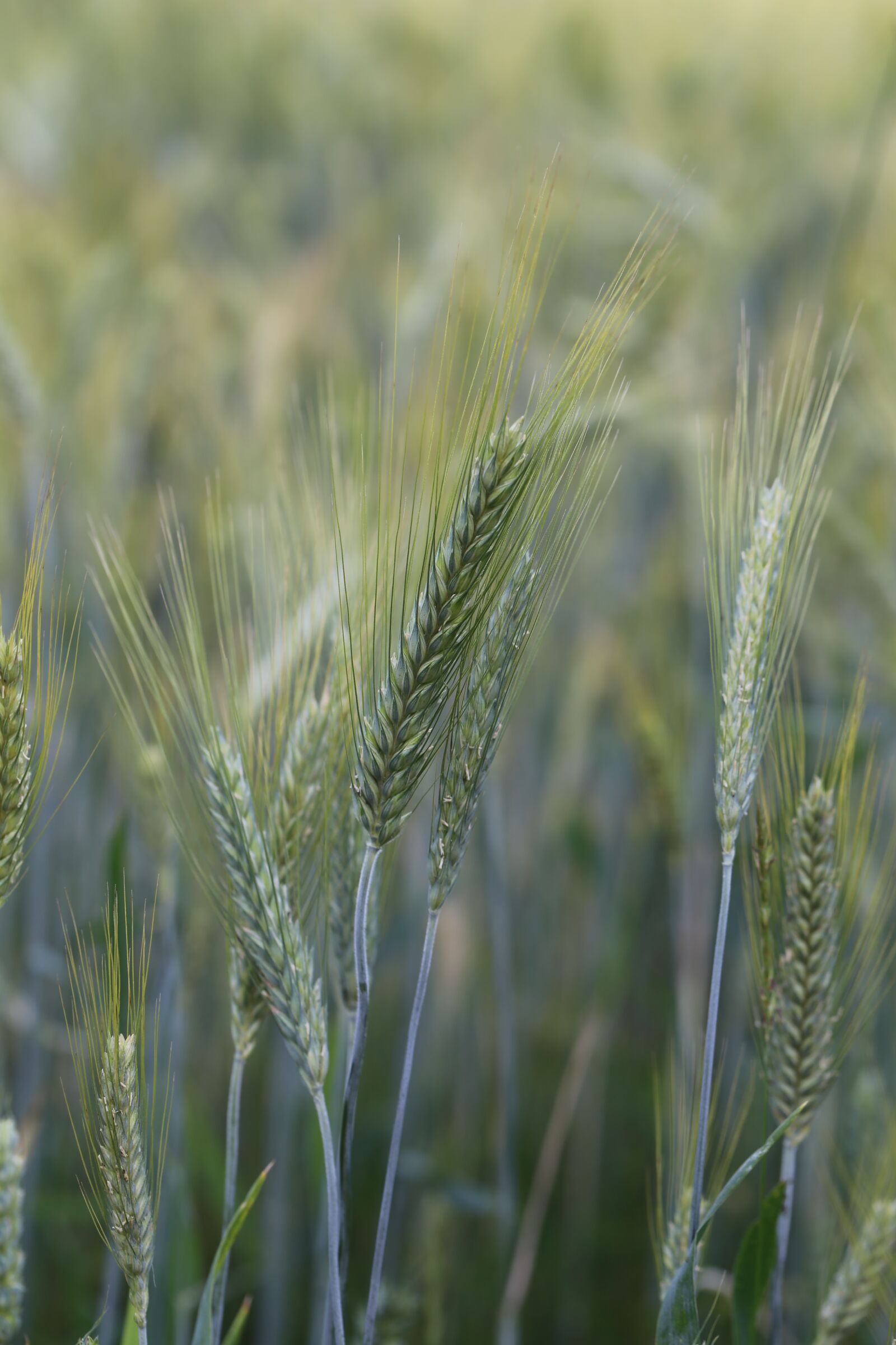 Canon EF 100mm F2.8L Macro IS USM sample photo. Corn, rye, field photography
