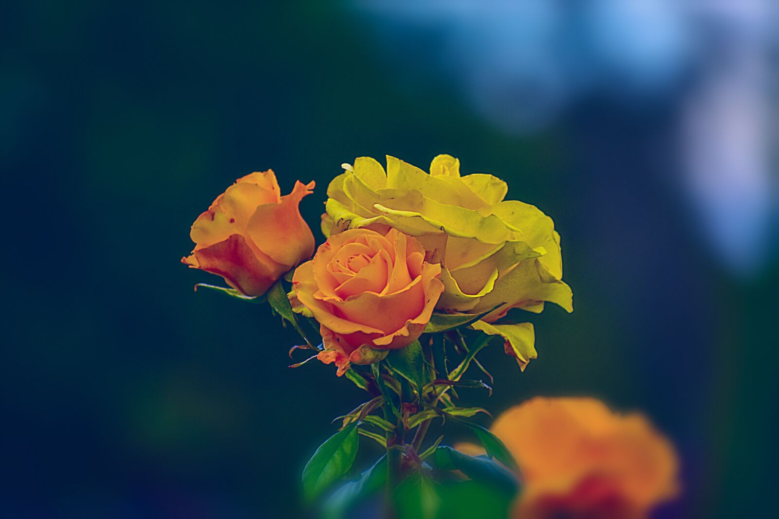 Nikon D3400 sample photo. Flower, nature, romantic photography