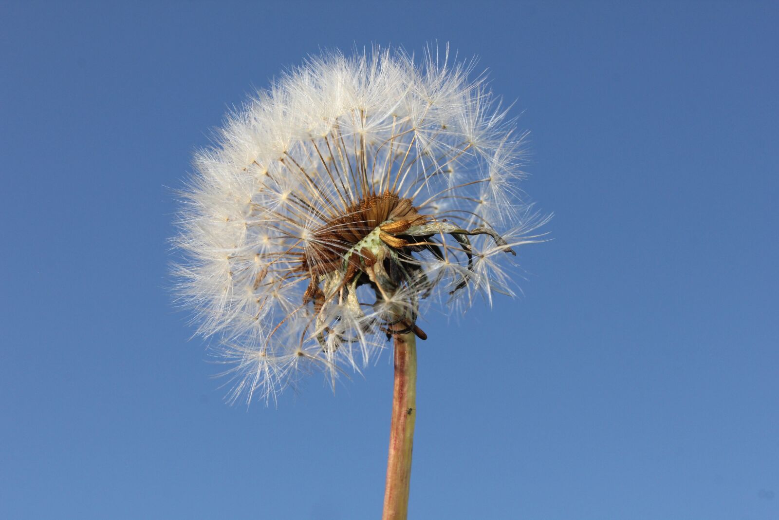 Canon EOS 550D (EOS Rebel T2i / EOS Kiss X4) sample photo. Dandelion, sun, plants photography