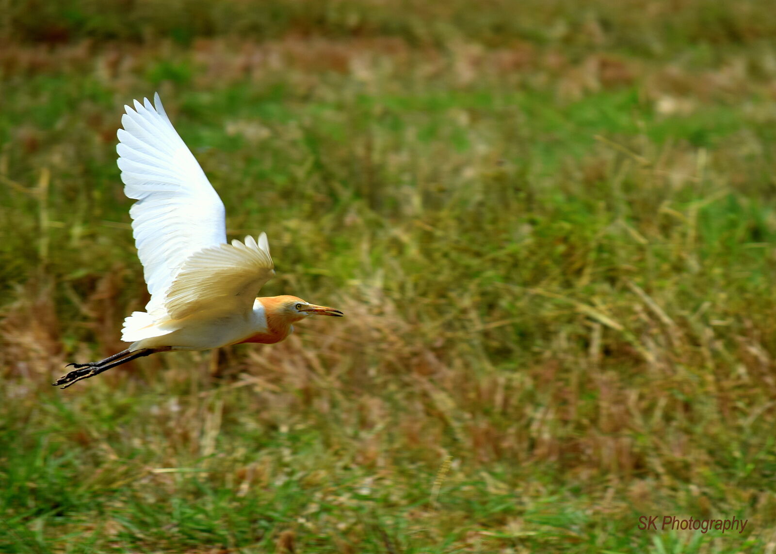 Nikon D3300 sample photo
