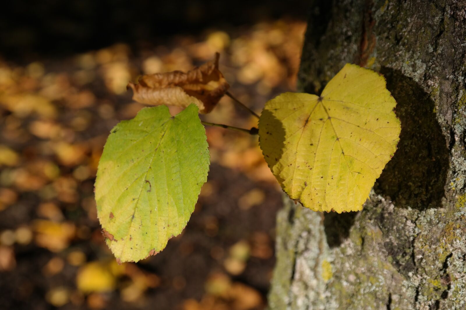 Samsung NX300 sample photo. Lipovina, tribe, foliation photography