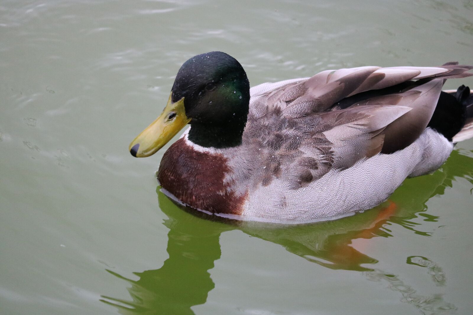 Canon EOS 750D (EOS Rebel T6i / EOS Kiss X8i) sample photo. Duck, birds, body of photography