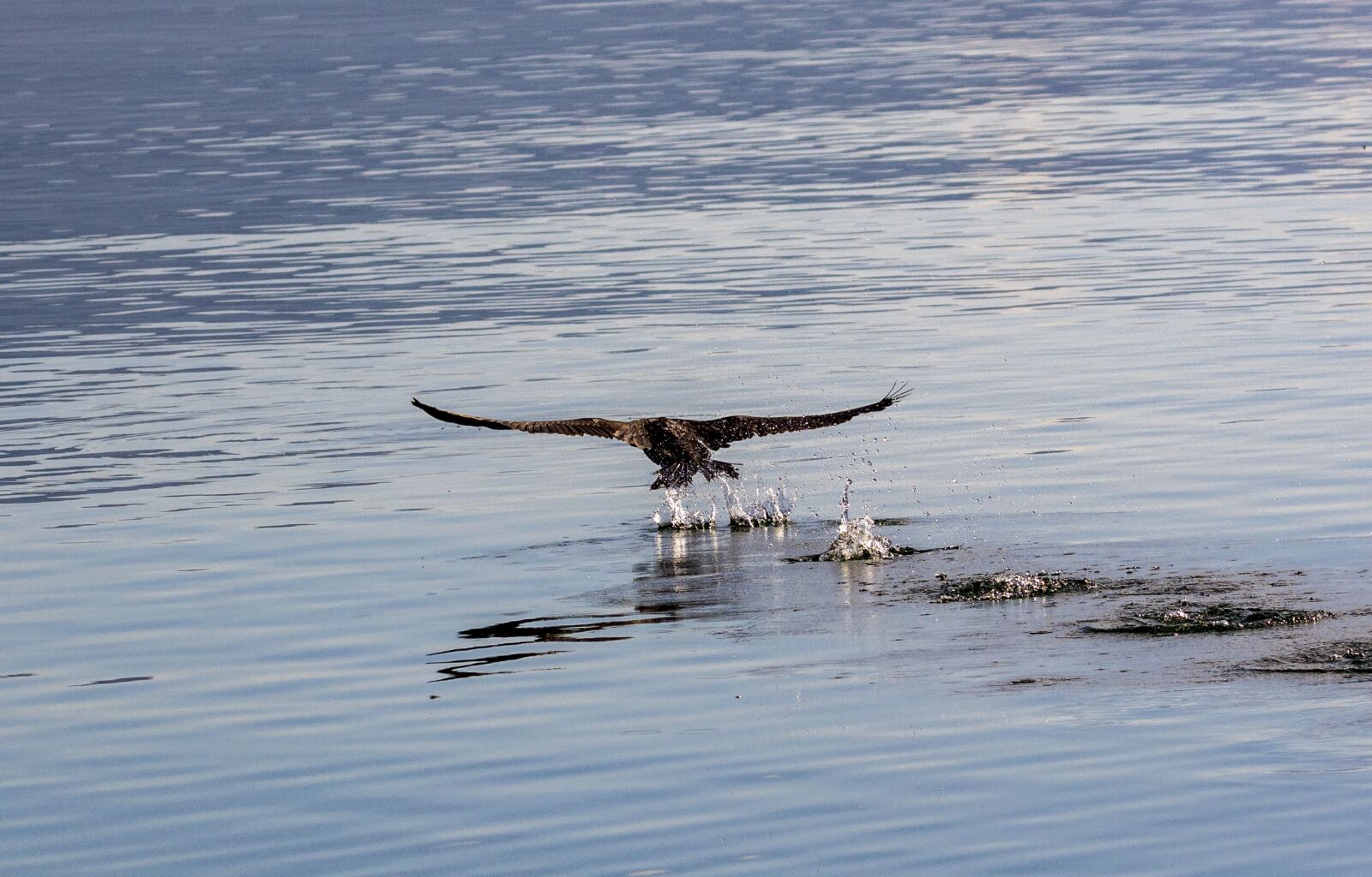 Nikon D7200 sample photo. Birds, flights, nature photography
