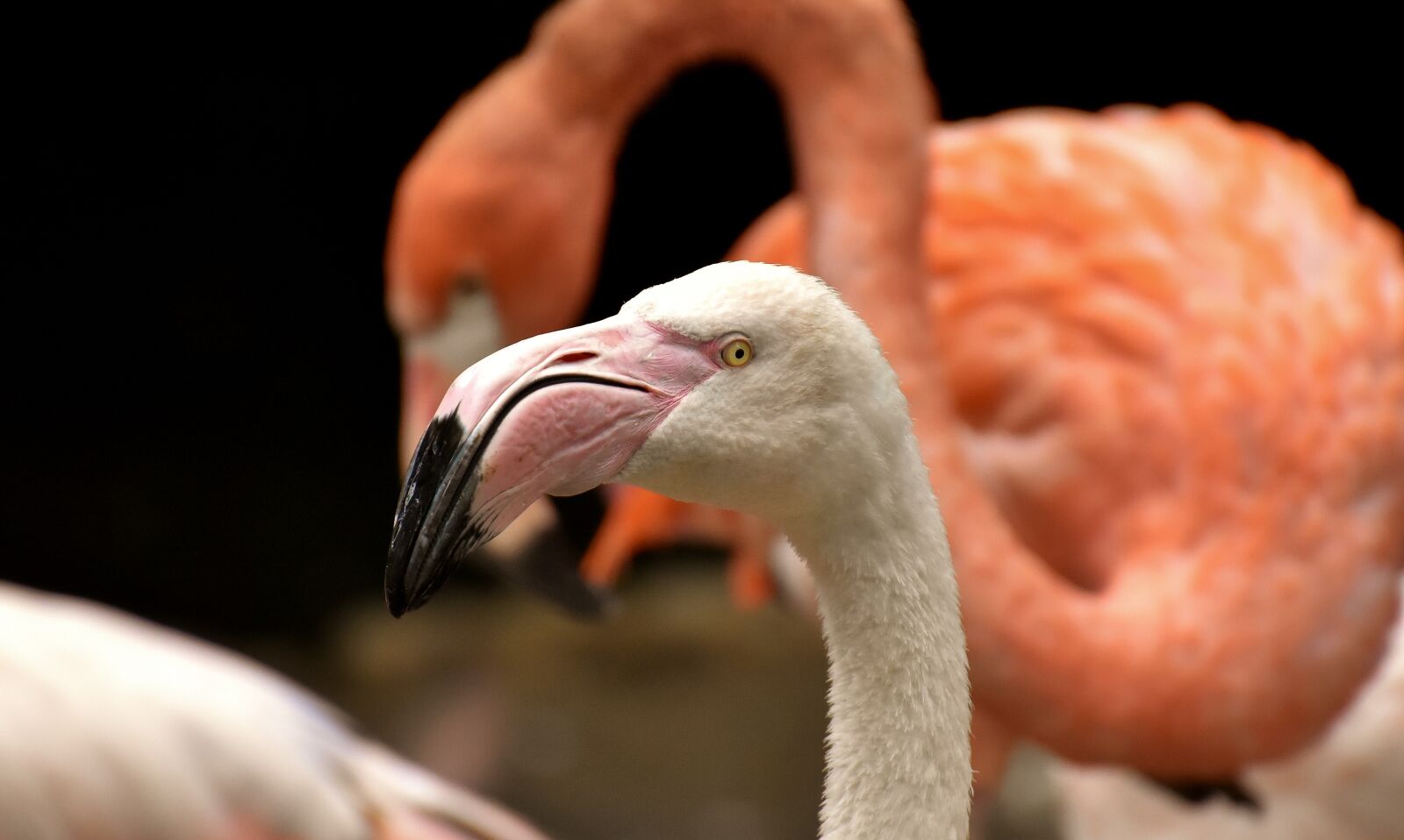Nikon D7200 sample photo. Flamingo, bird, colorful photography