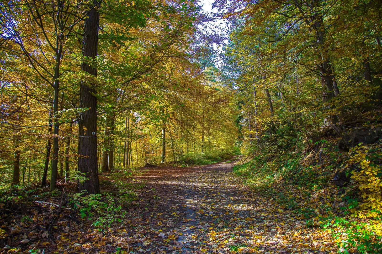 Canon EF 24-105mm F4L IS USM sample photo. Forest, deciduous forest, autumn photography