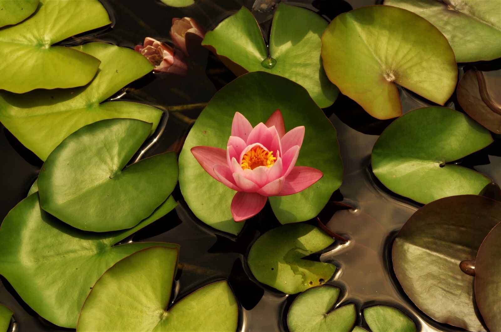 Pentax K-50 sample photo. Flower, water lilies, rosa photography