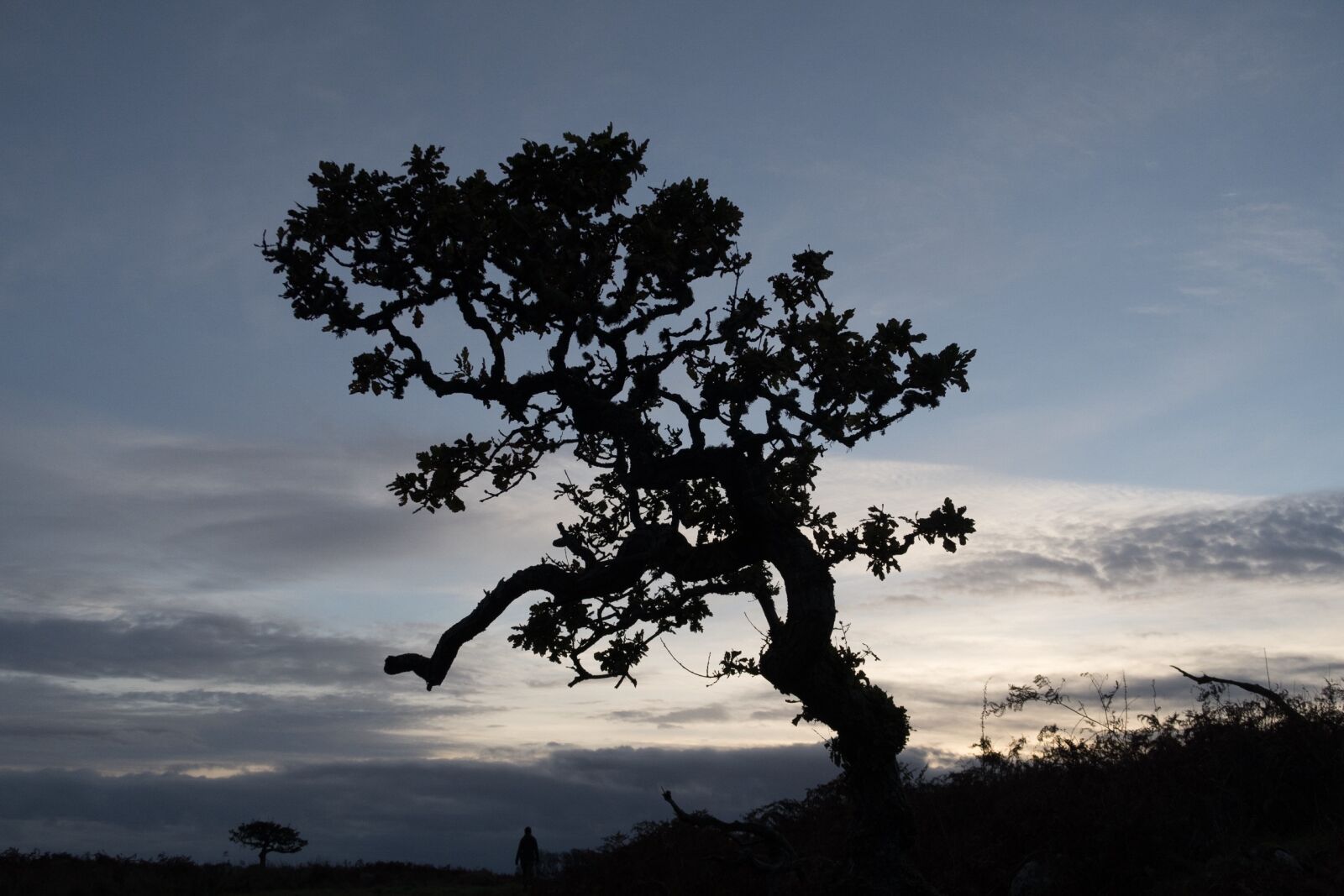 Canon PowerShot G7 X sample photo. Tree, sky, nature photography