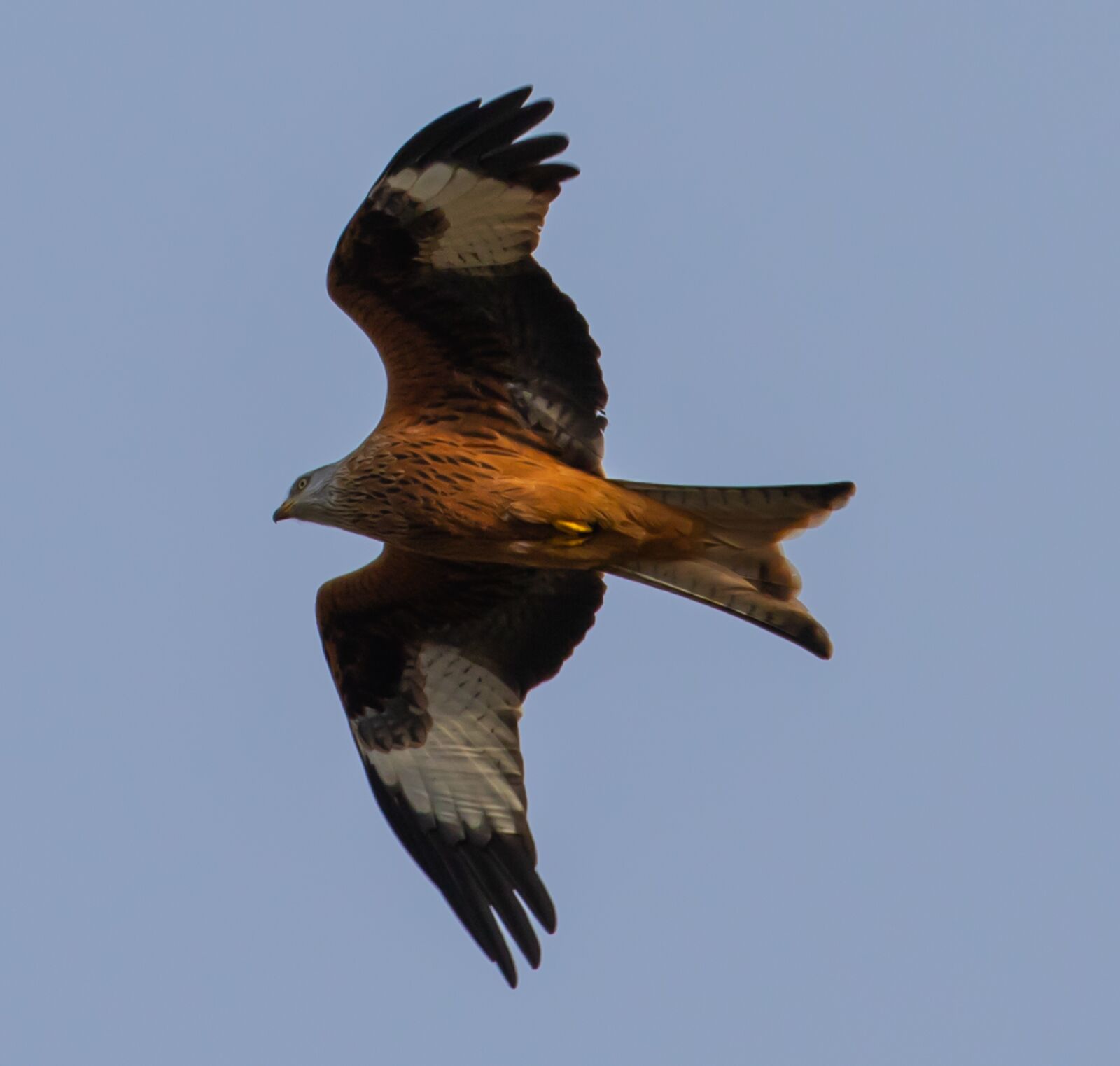 Canon EOS 7D Mark II sample photo. Red kite, flying, soaring photography