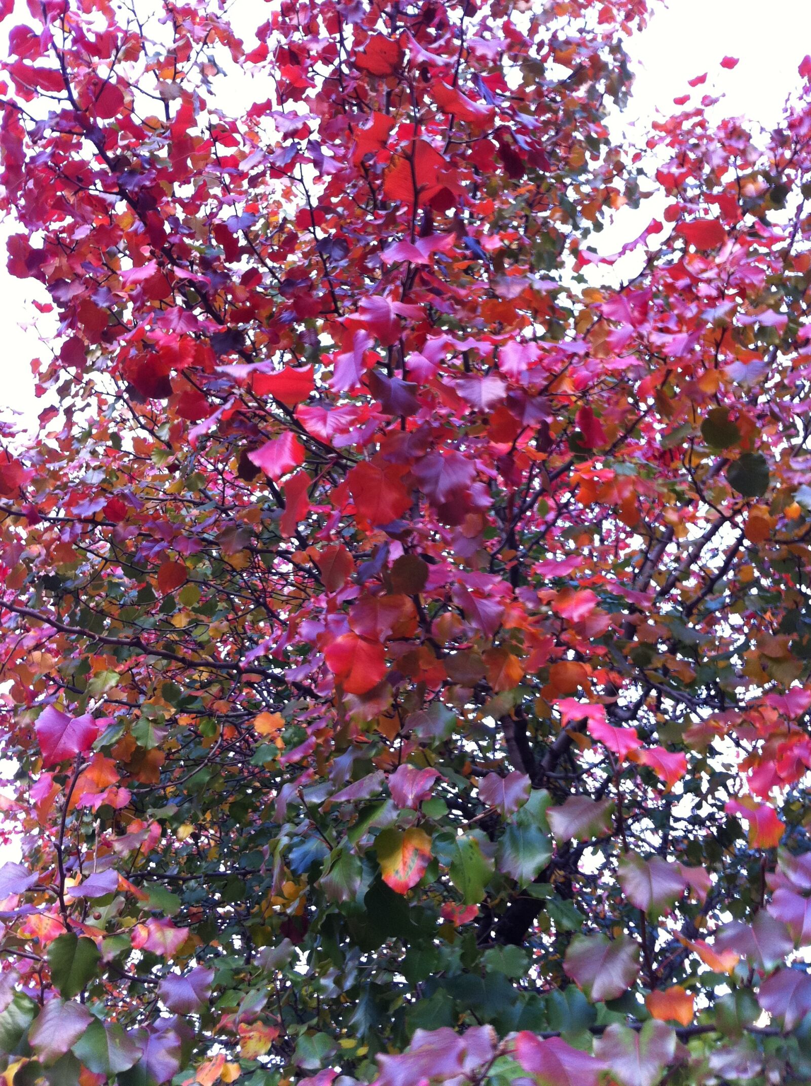 Apple iPhone 4 sample photo