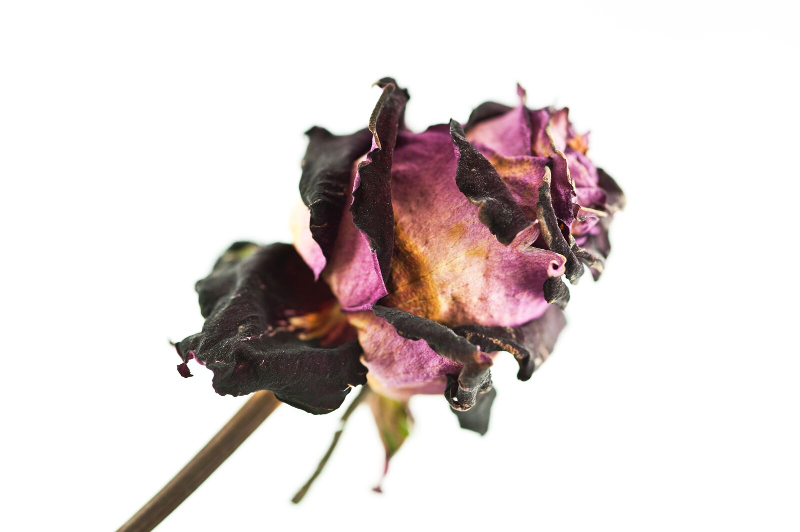 Nikon D700 sample photo. Flower, macro, rose photography