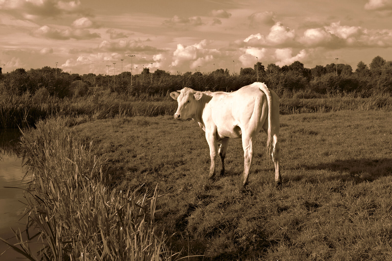 Sony Cyber-shot DSC-RX100 sample photo. Animal, bovine, cattle, countryside photography