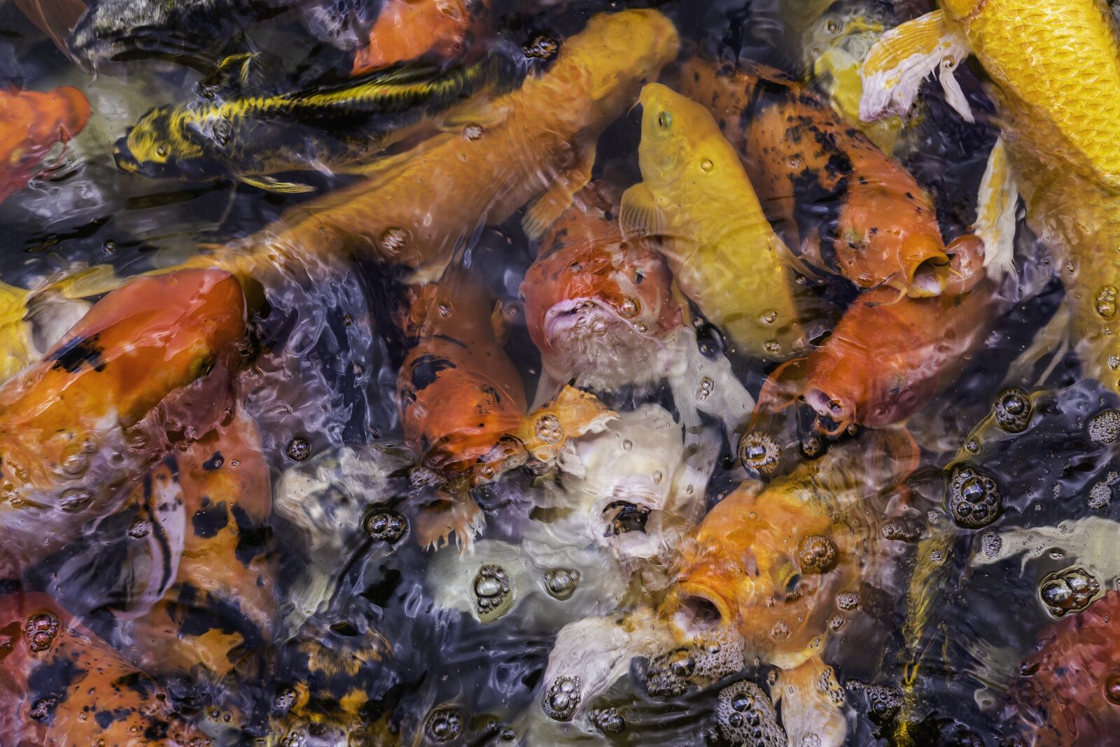 Nikon D810 sample photo. Fish, carp, pond photography