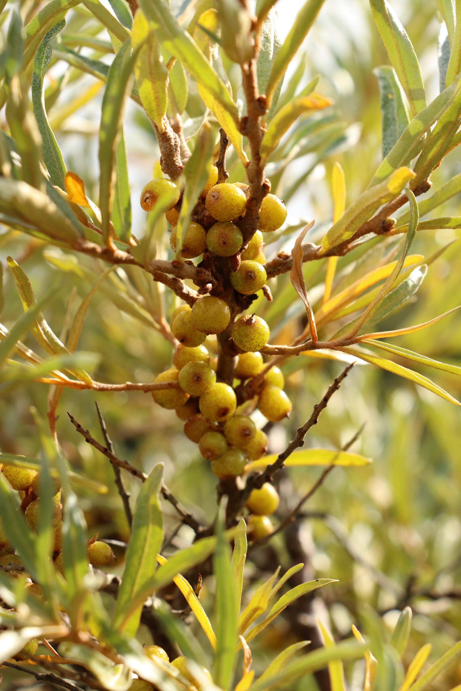 Canon EOS 80D sample photo. Sea buckthorn, sea buckthorn photography