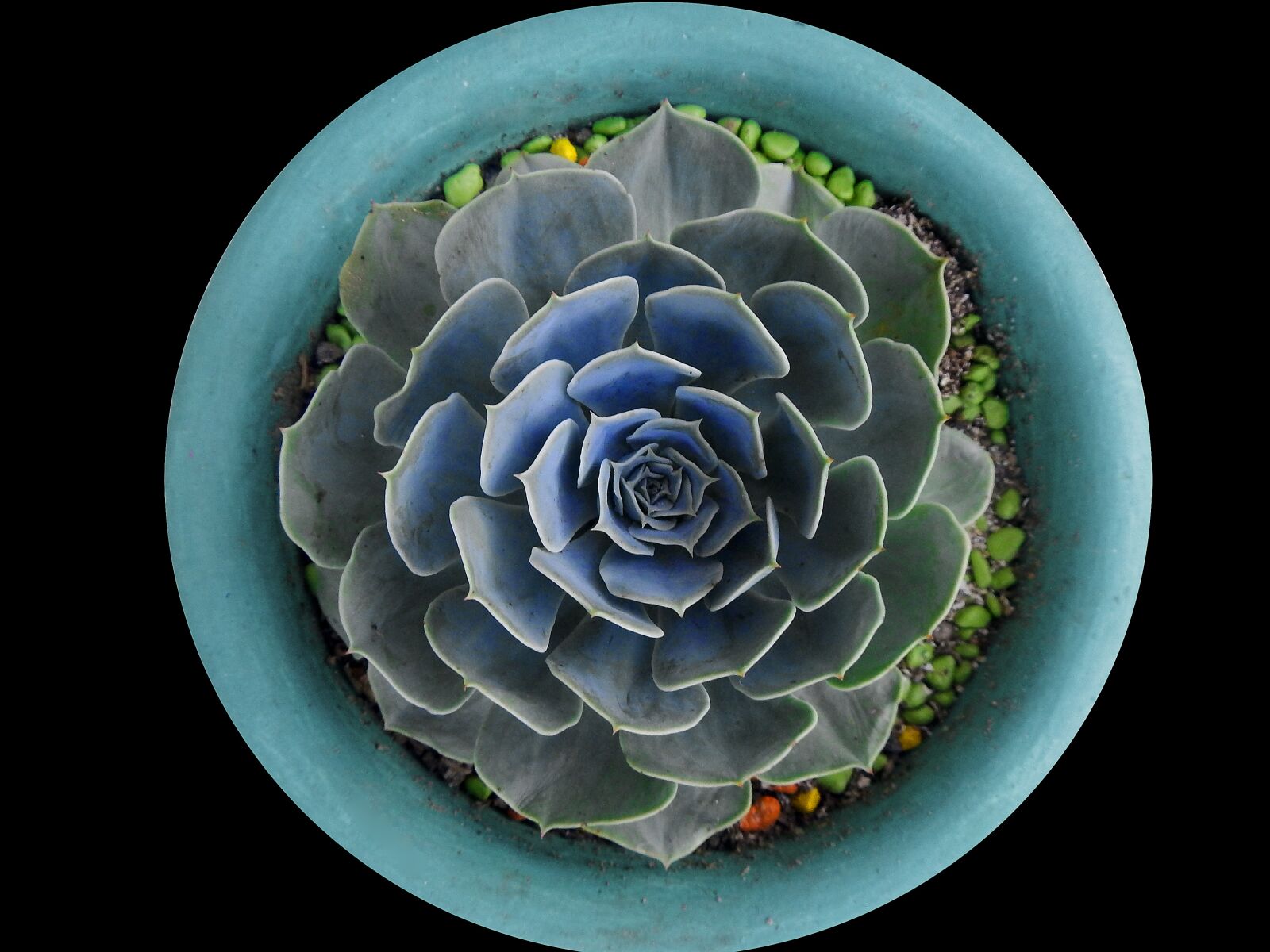 Nikon Coolpix AW110 sample photo. Cyan, cactus, desert plant photography