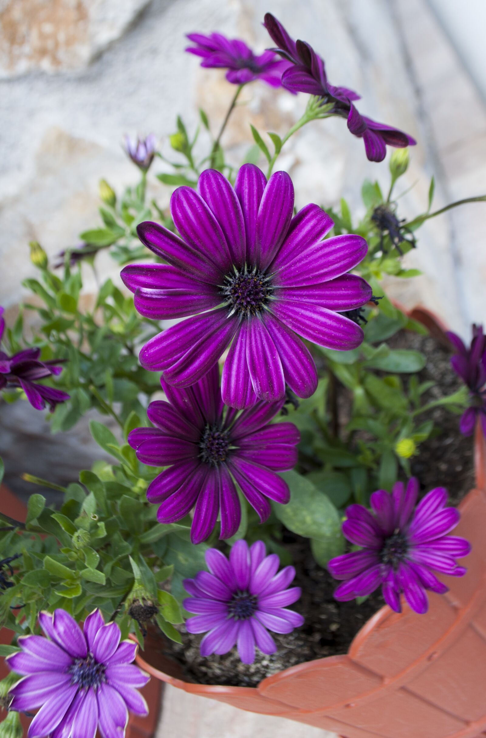 Nikon D90 sample photo. Flower, purple, purple flower photography