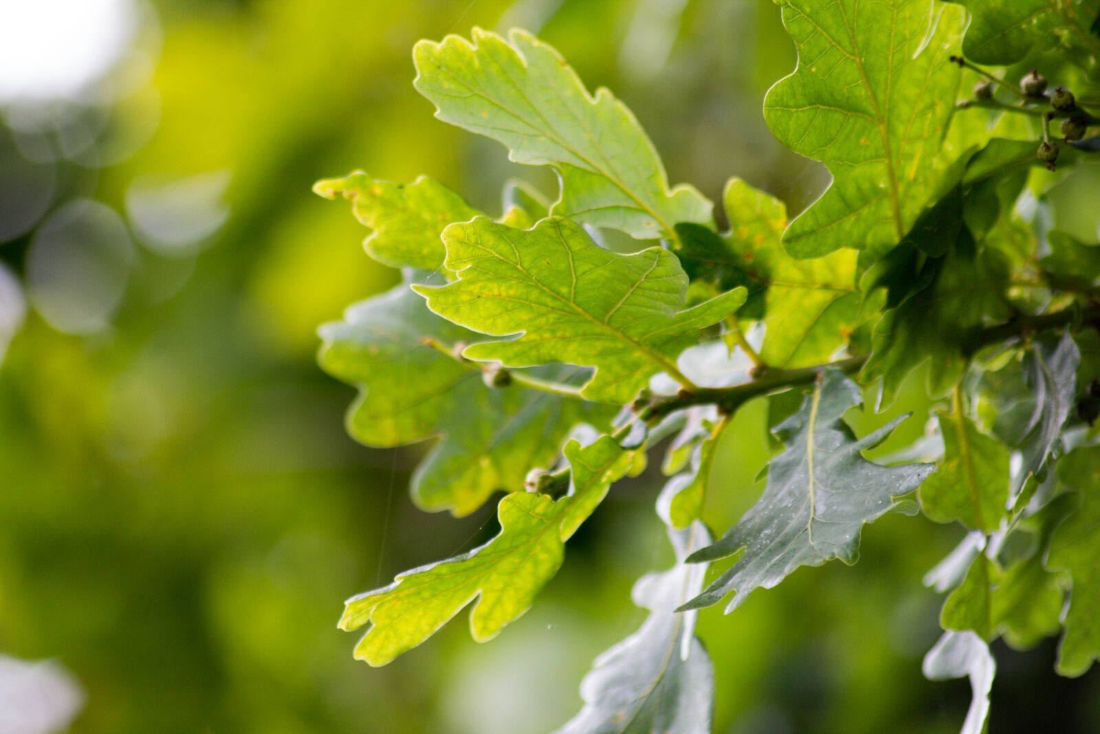 Sigma 70-300mm F4-5.6 DG OS sample photo. English, oak, leaves, tree photography