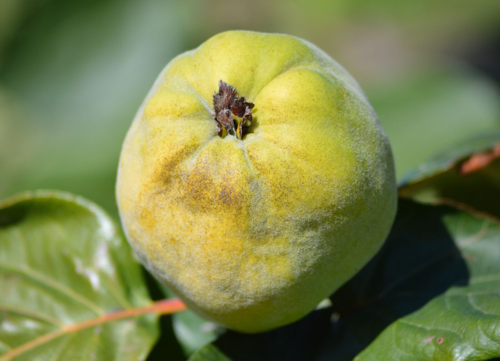 Nikon D3200 sample photo. Nature, green, fruit photography
