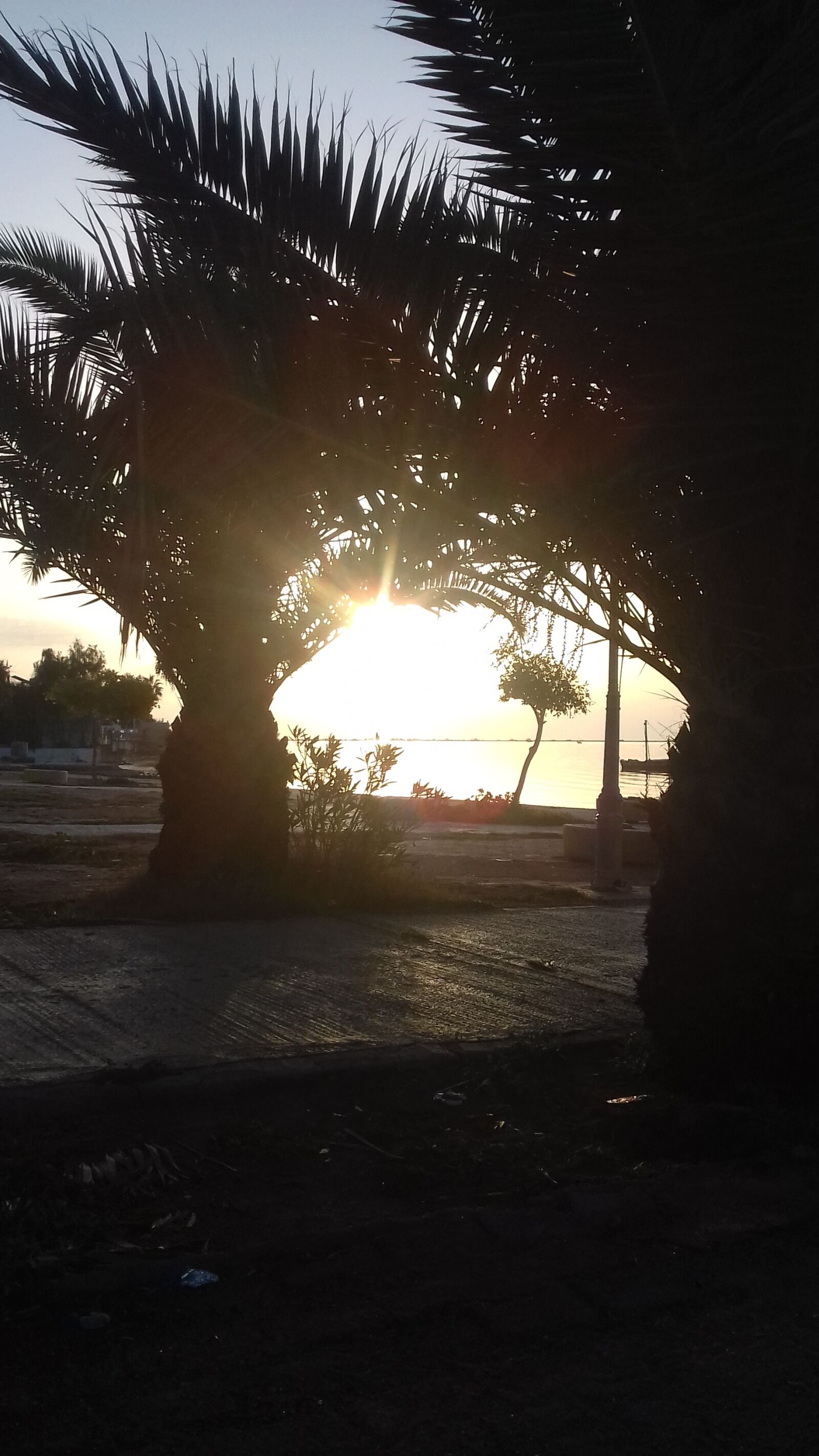 Samsung Galaxy Grand Prime sample photo. Palm, sfax, tunisia photography