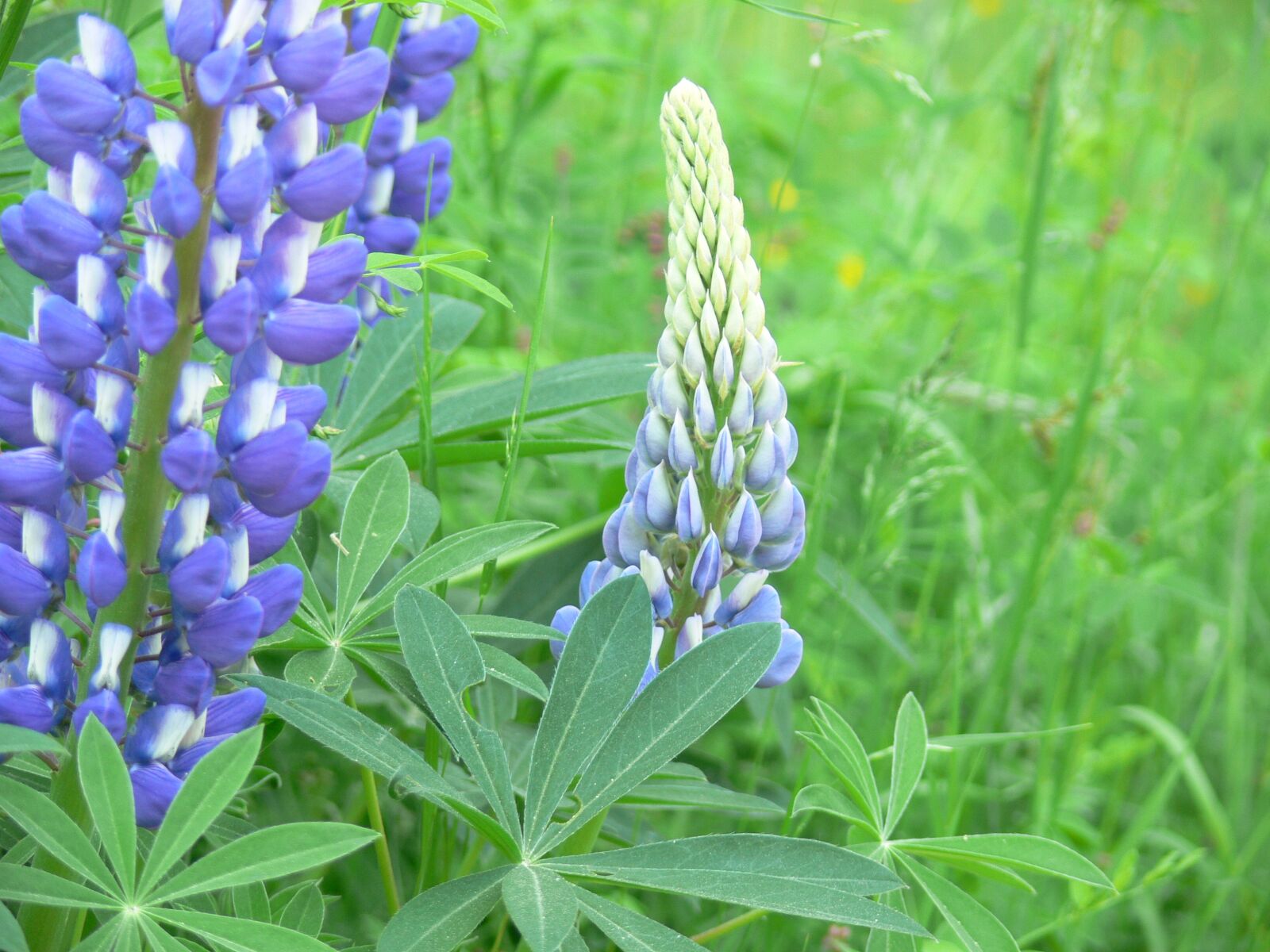 Panasonic DMC-FZ30 sample photo. Lupine, blue lupine, flower photography