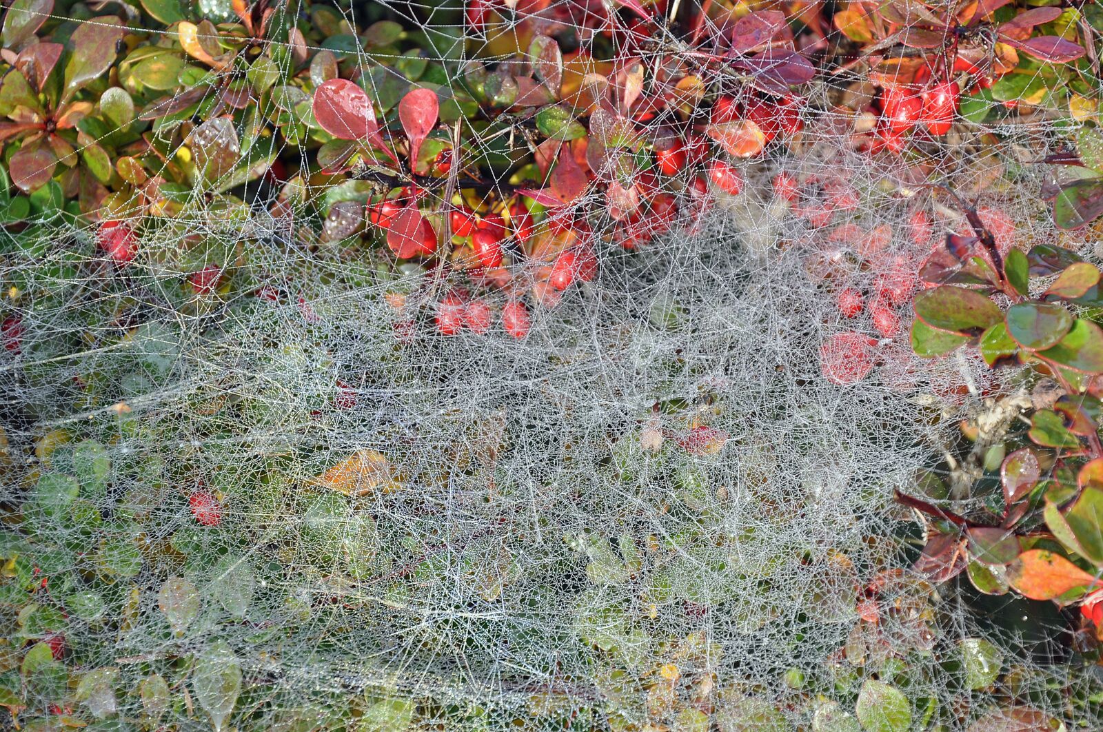 Nikon D90 sample photo. Autumn, spider webs, cobweb photography